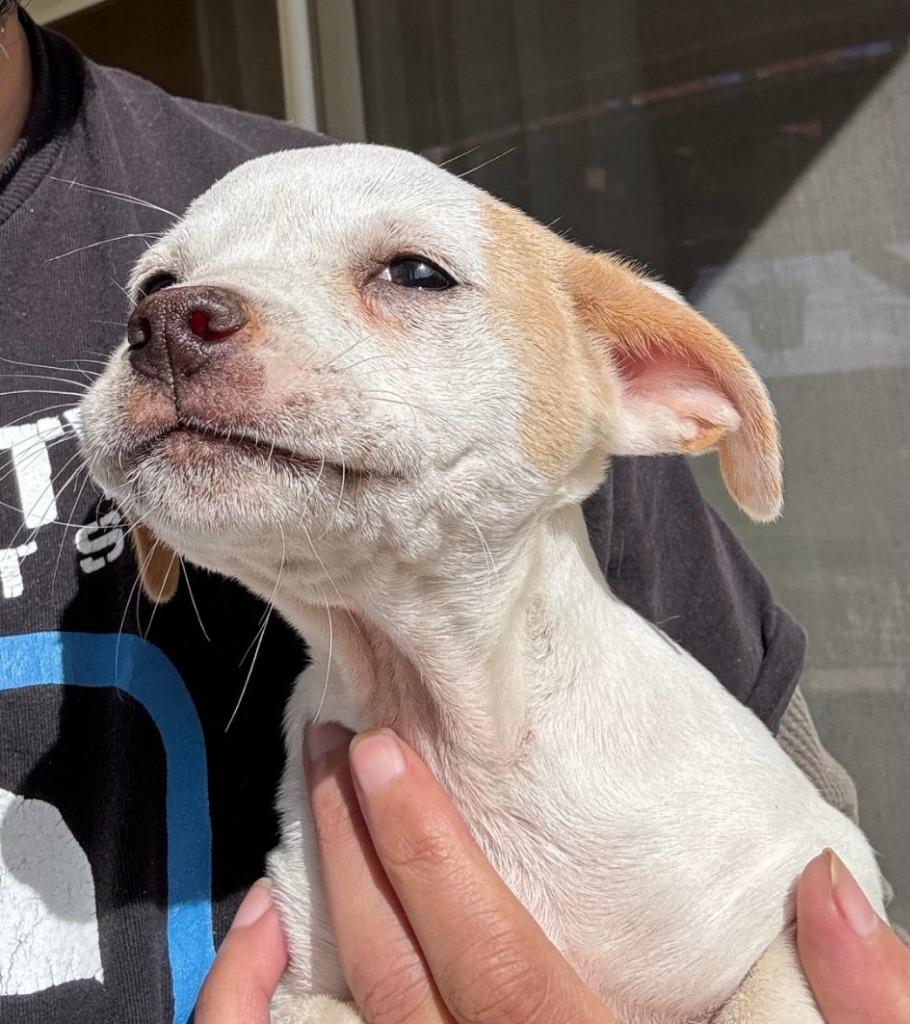 Enlarge Naomi, a Adoptable mixed breed in Lemoore, CA image 3/3