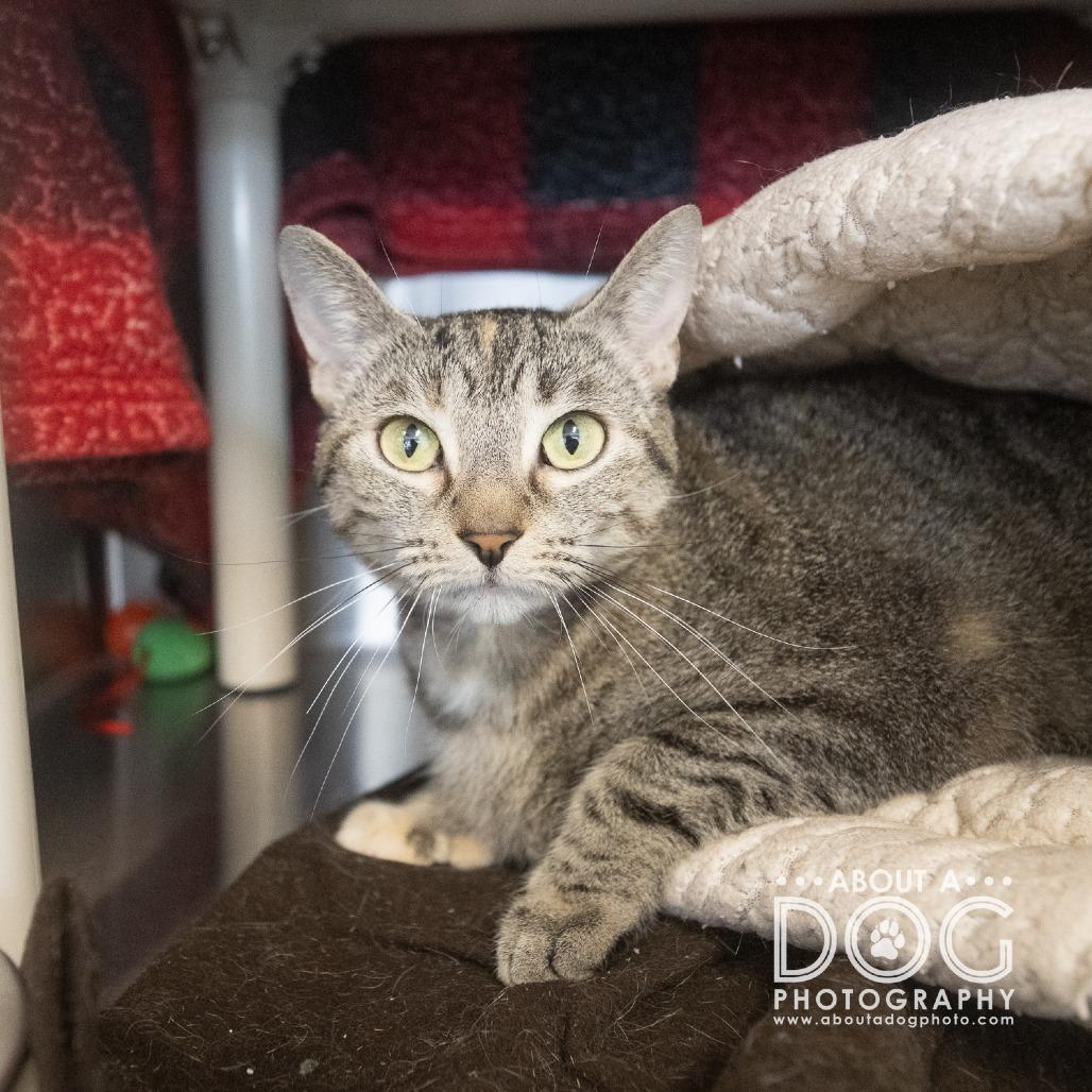 Enlarge Thumbs, a Adoptable Domestic Short Hair in Saint Cloud, MN image 1/6
