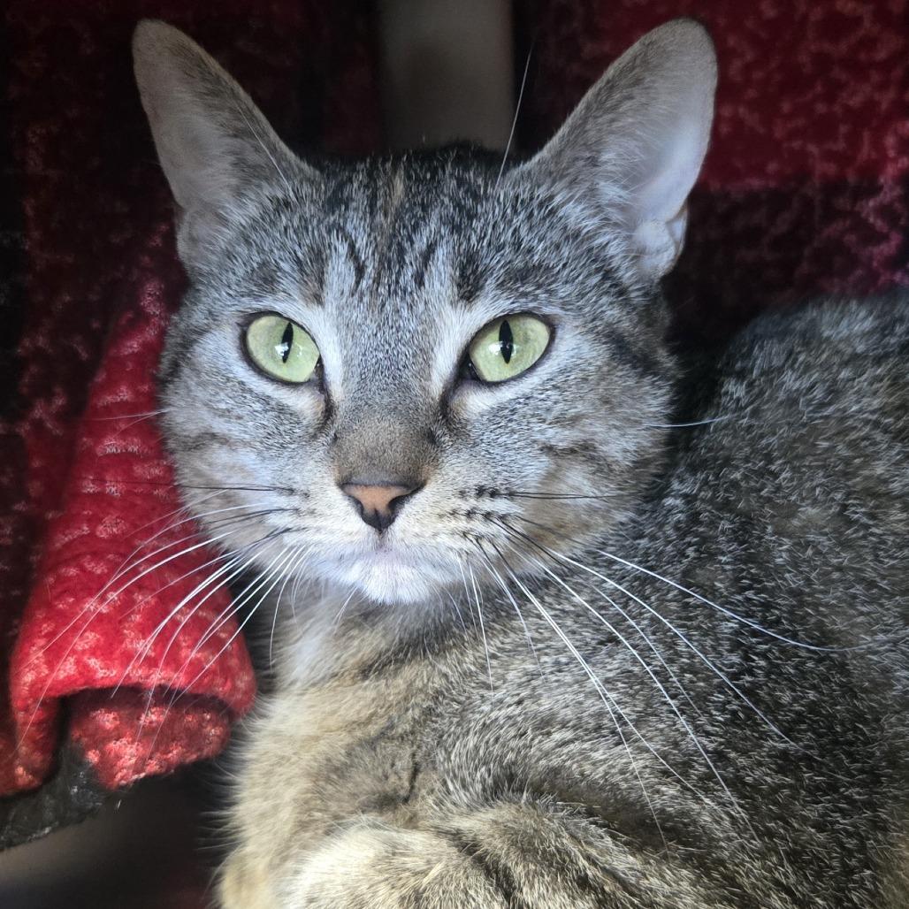 Enlarge Thumbs, a Adoptable Domestic Short Hair in Saint Cloud, MN image 2/6