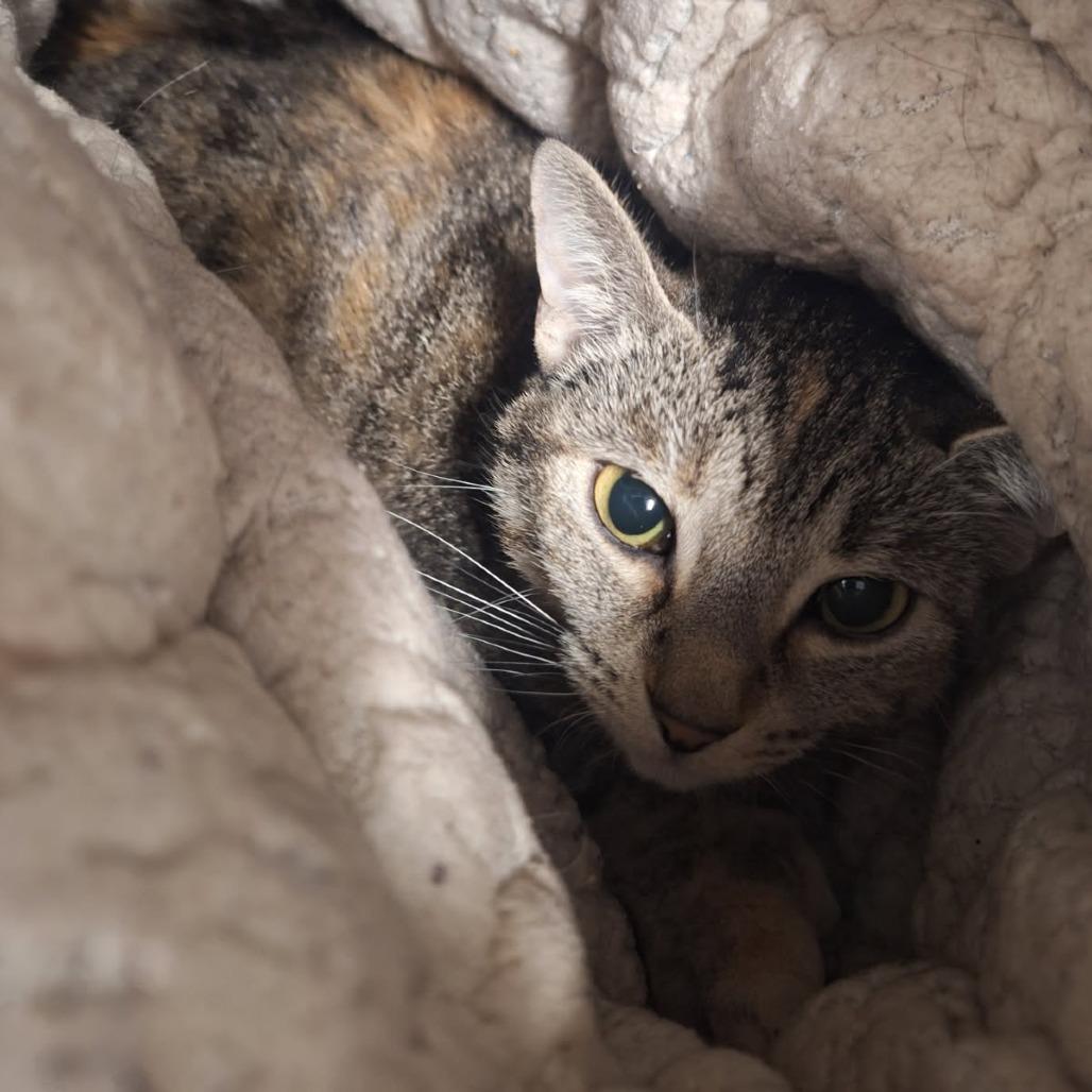 Enlarge Thumbs, a Adoptable Domestic Short Hair in Saint Cloud, MN image 3/6