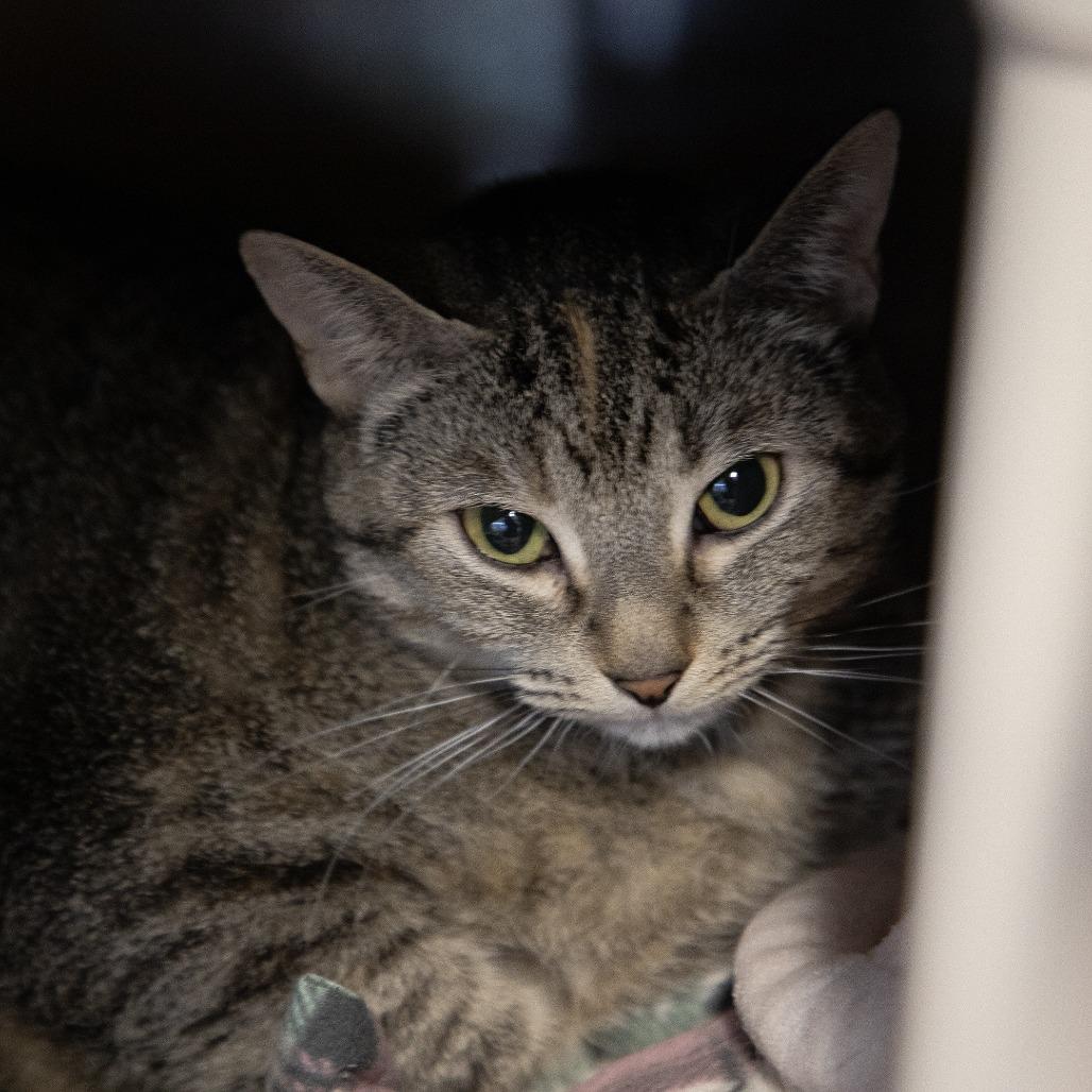 Enlarge Thumbs, a Adoptable Domestic Short Hair in Saint Cloud, MN image 4/6