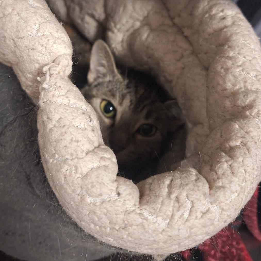 Enlarge Thumbs, a Adoptable Domestic Short Hair in Saint Cloud, MN image 5/6