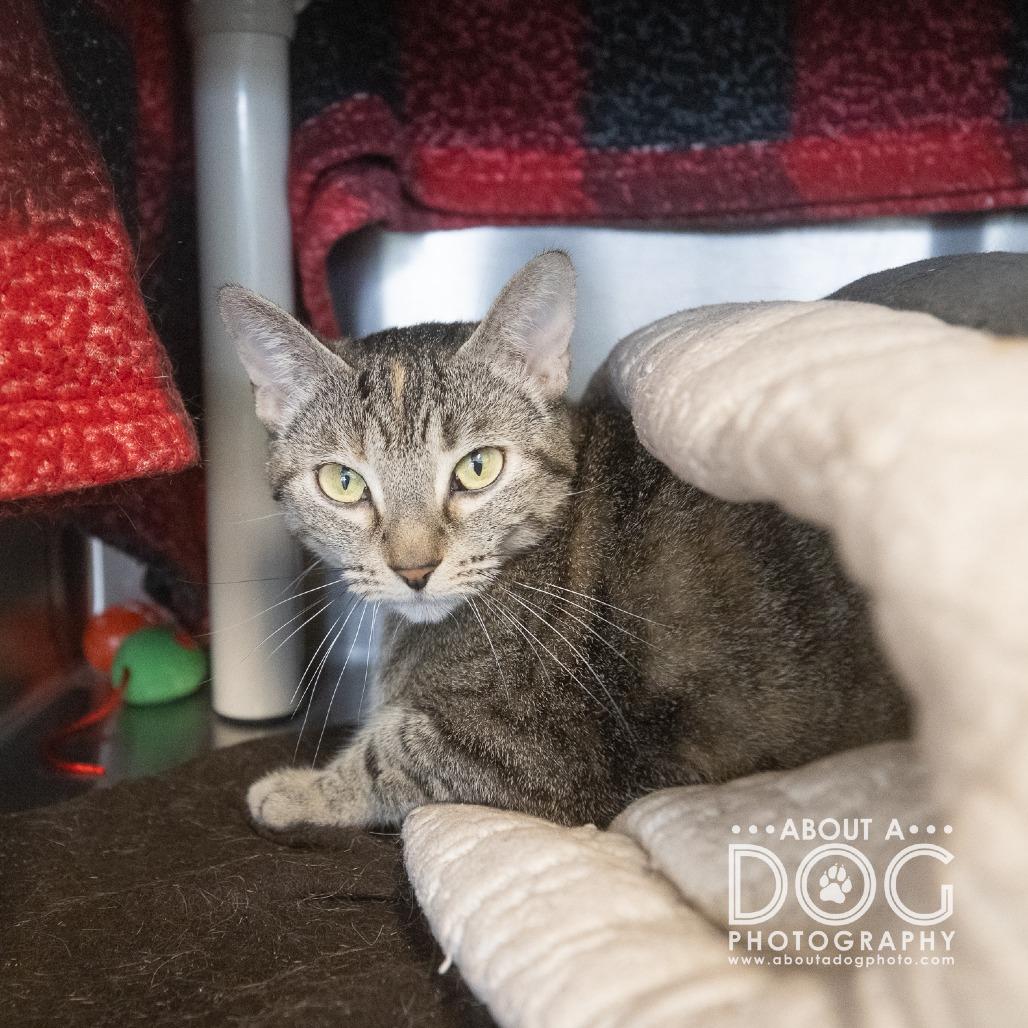 Enlarge Thumbs, a Adoptable Domestic Short Hair in Saint Cloud, MN image 6/6