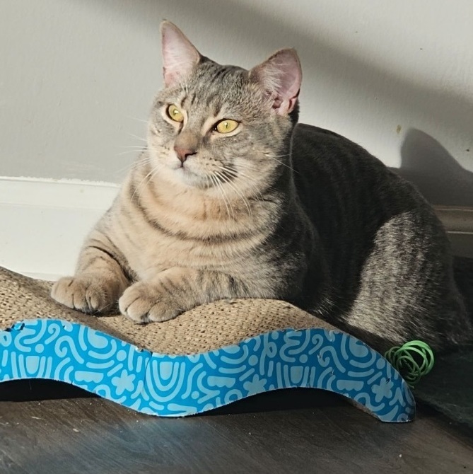 Enlarge Tuna, a Adoptable Domestic Short Hair in Elverson, PA image 2/2