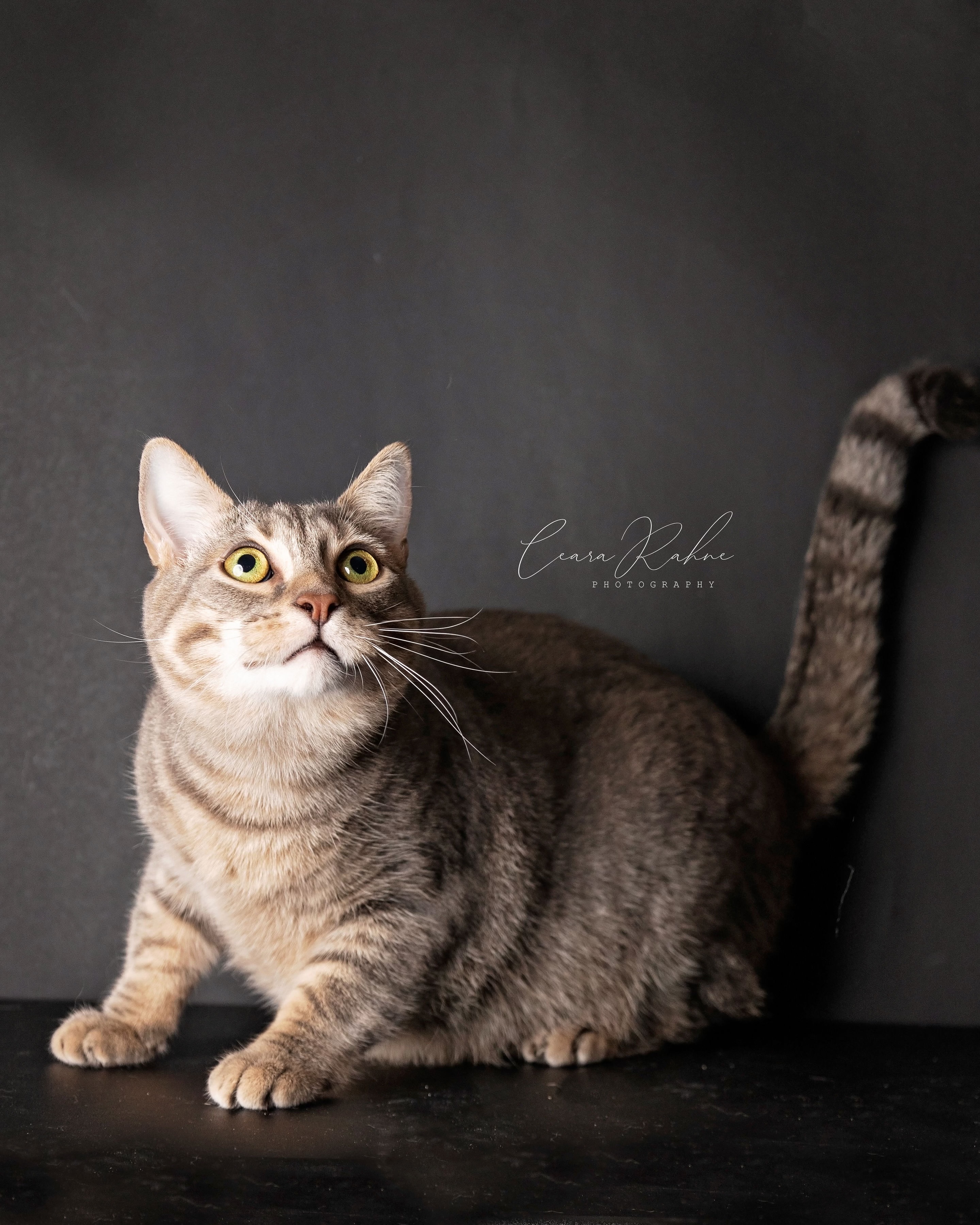Enlarge Tuna, a Adoptable Domestic Short Hair in Elverson, PA image 1/2