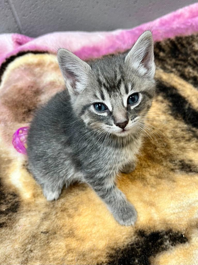 Fella, Adoptable, Kitten Male Domestic Short Hair.