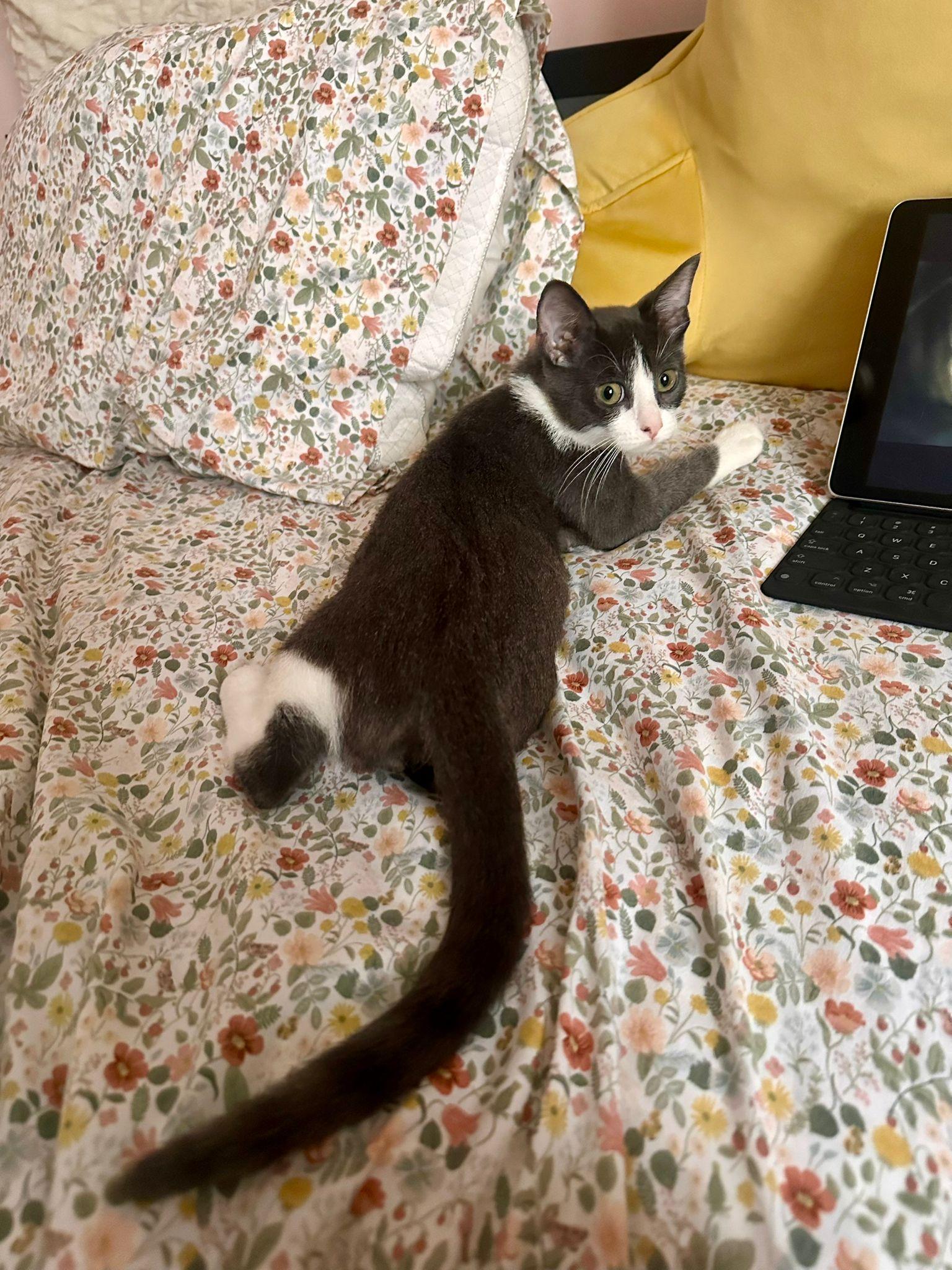 Muffin is a sweet little kitten who was born to a bodega cat with her brother Donut Shes smart sup