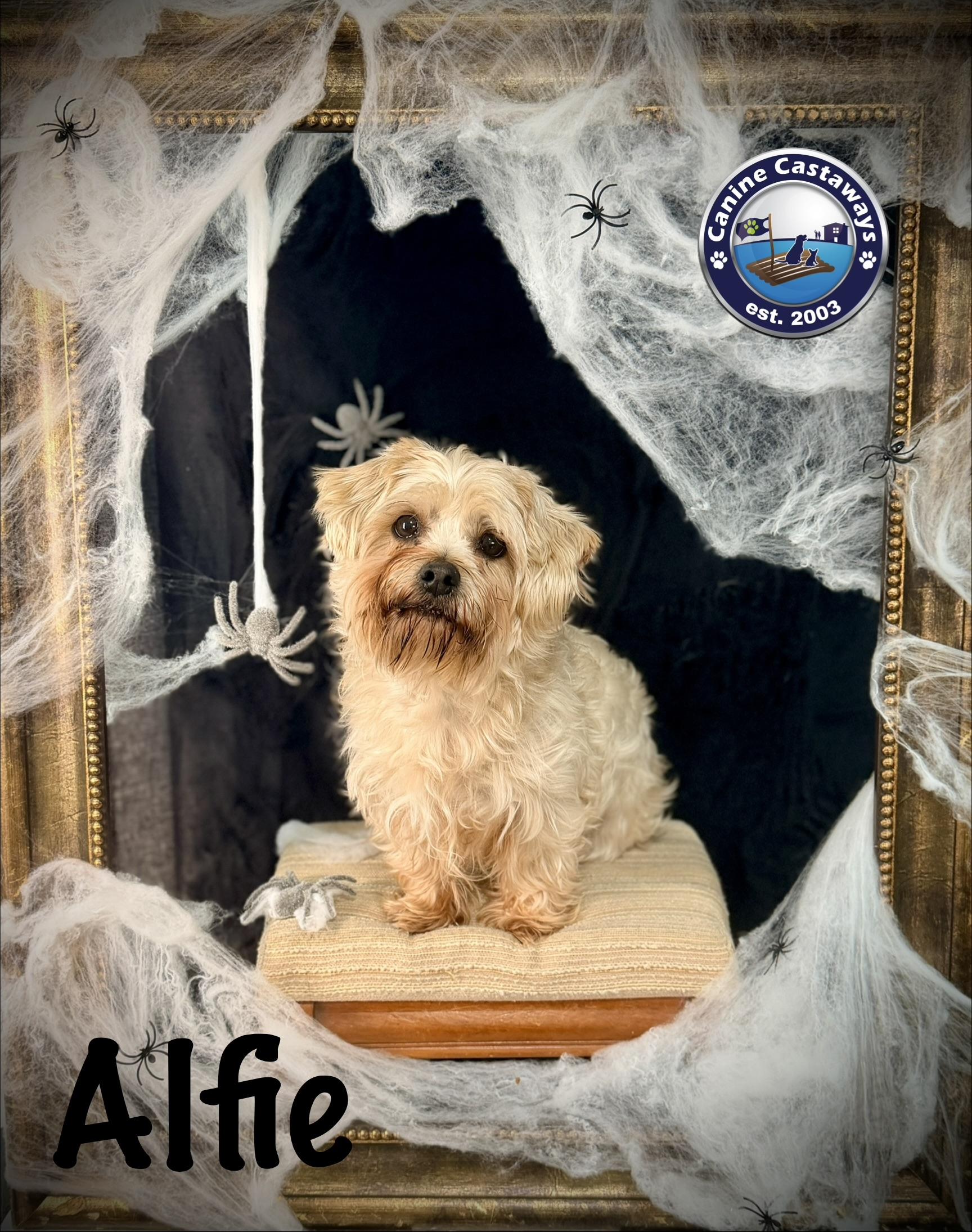 Alfie - Adoptable Pet | Petfinder