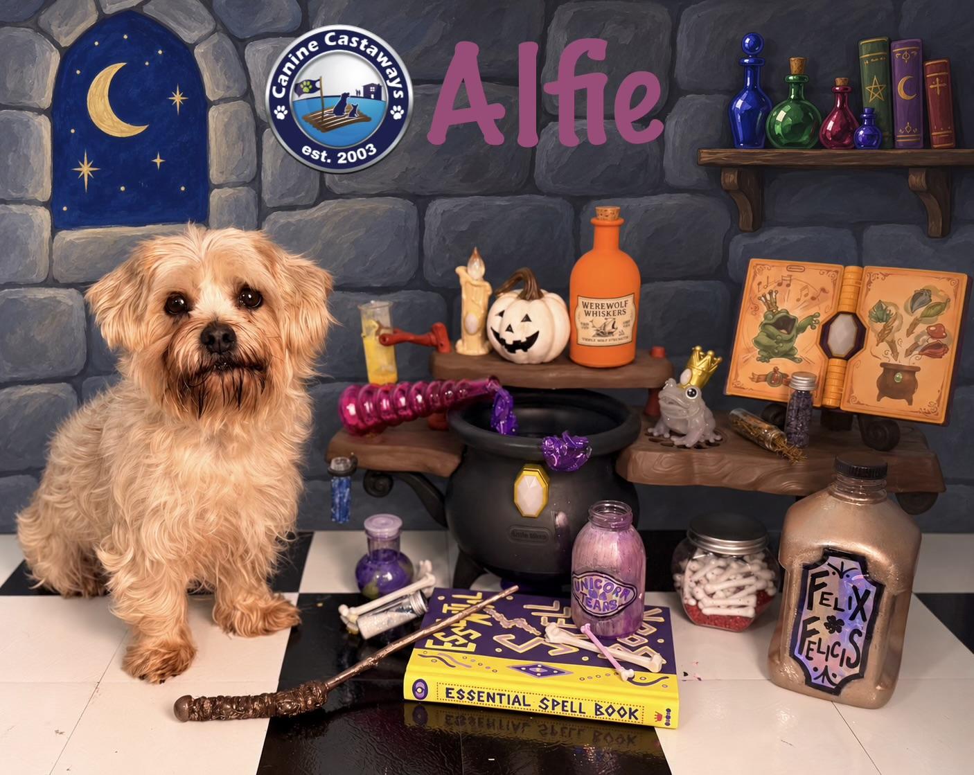 Alfie - Adoptable Pet | Petfinder