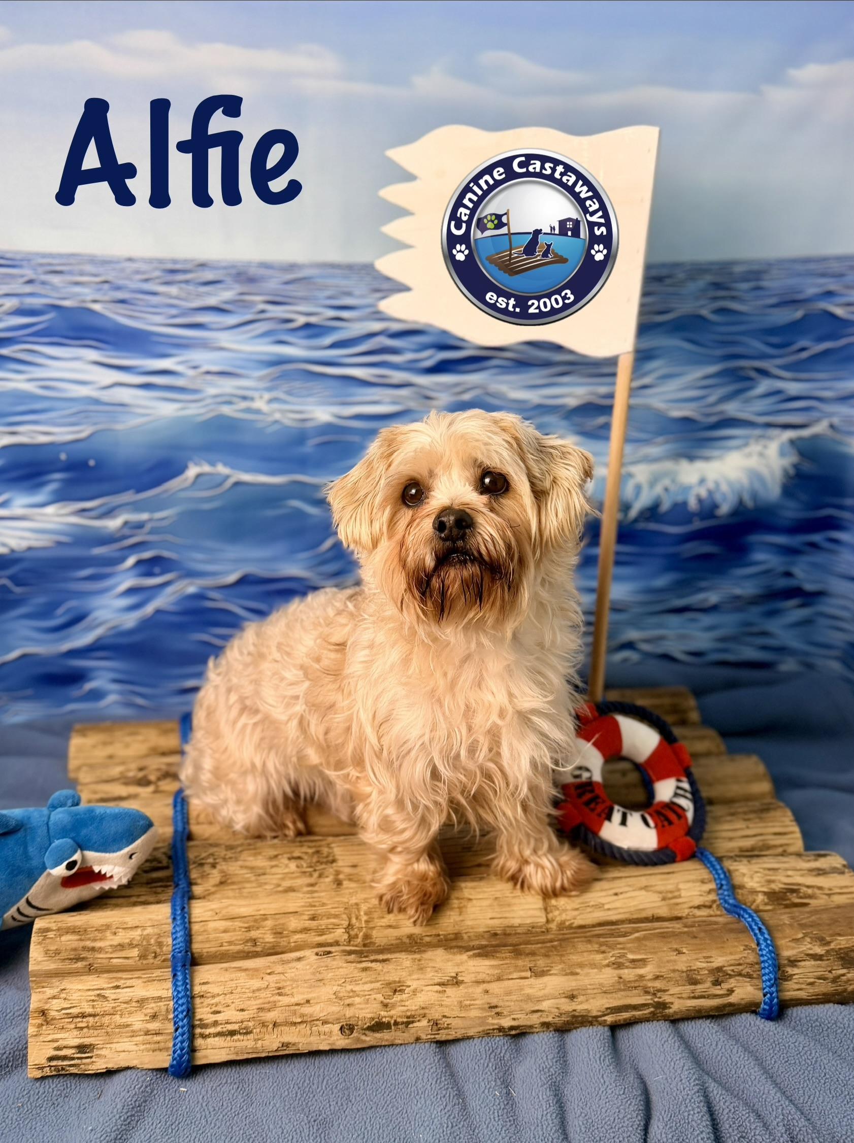 Alfie - Adoptable Pet | Petfinder