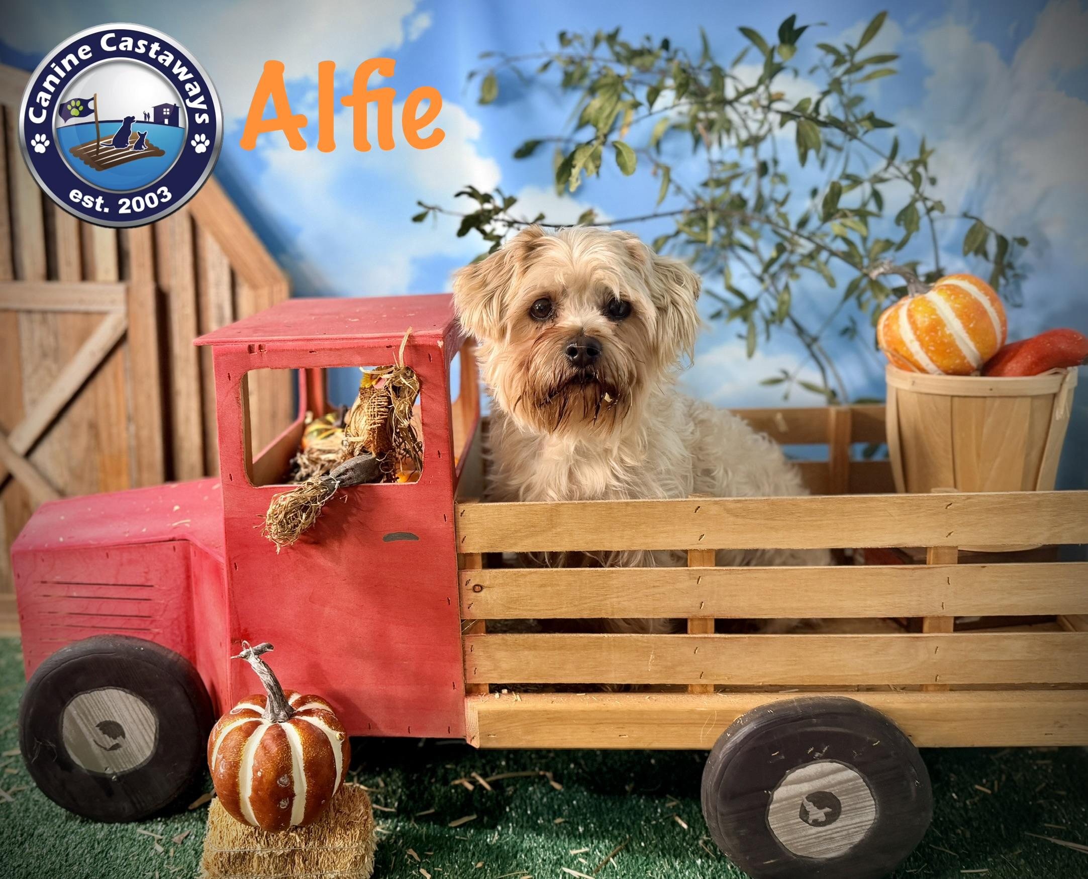 Alfie - Adoptable Pet | Petfinder