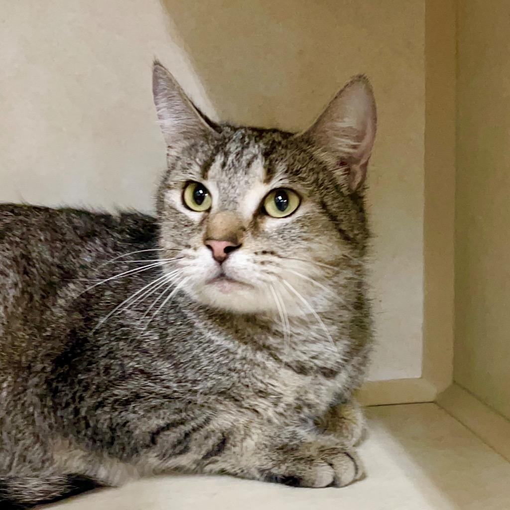 SHADOW, a Adoptable mixed breed in Battle Creek, MI image 1/5