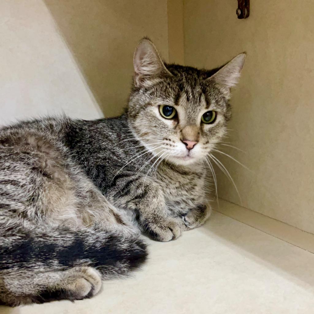 Enlarge SHADOW, a Adoptable mixed breed in Battle Creek, MI image 1/2