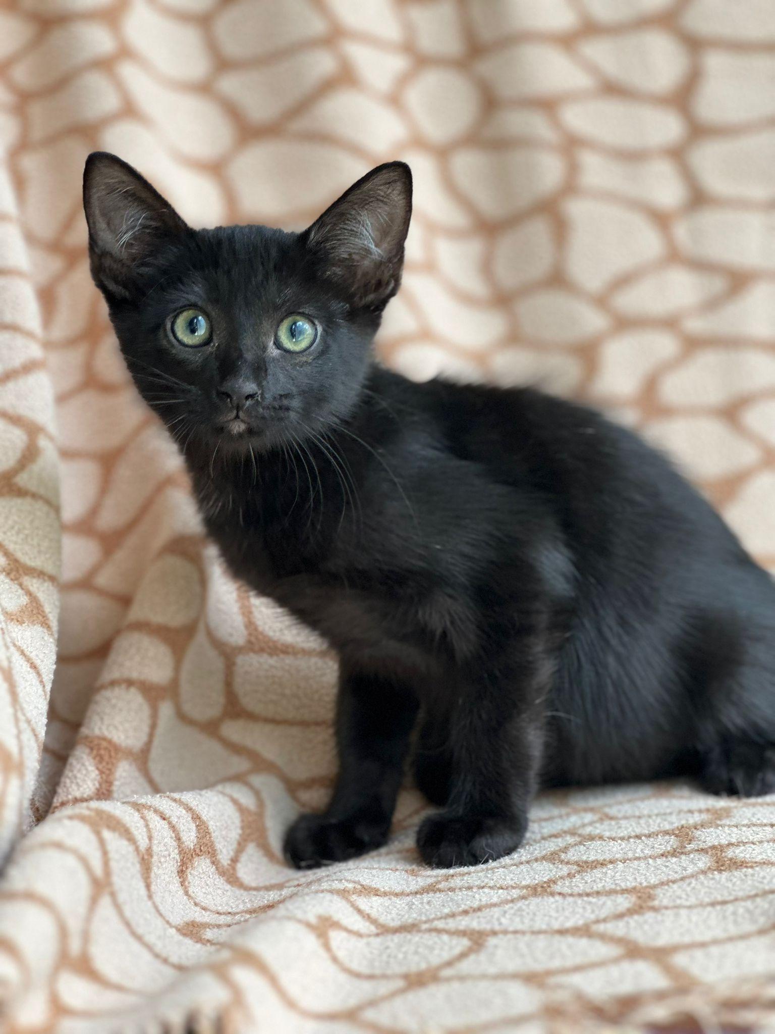 Mischief 1