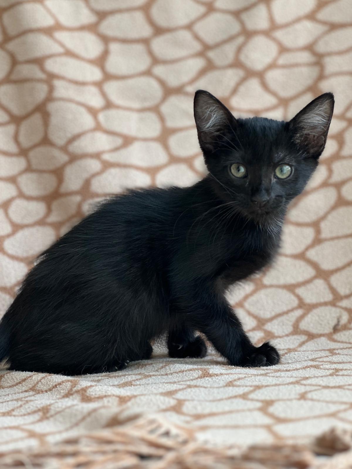 Mischief 2