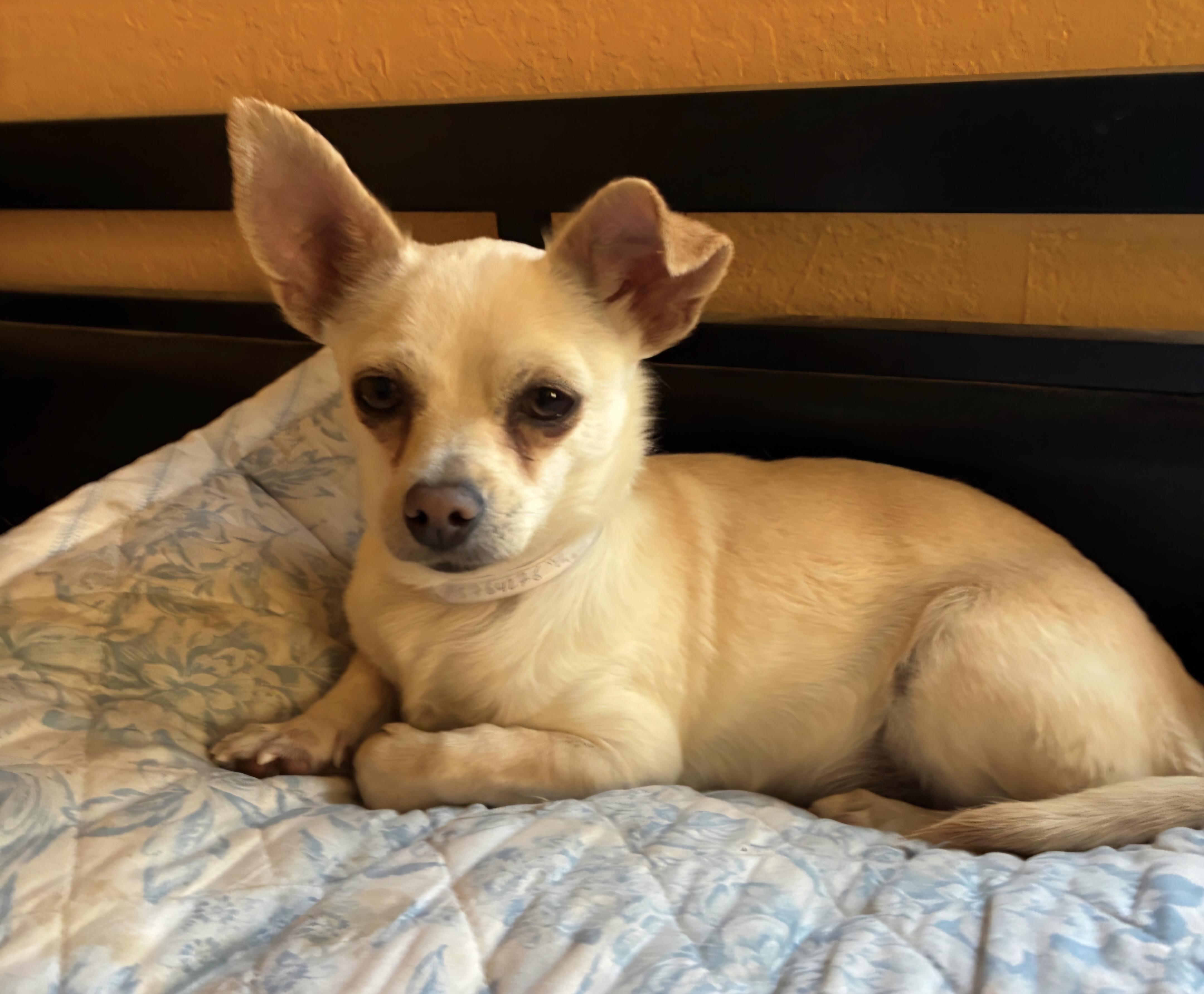 Enlarge Chicka, a ADOPTABLE Chihuahua in Lancaster, CA image 1/1