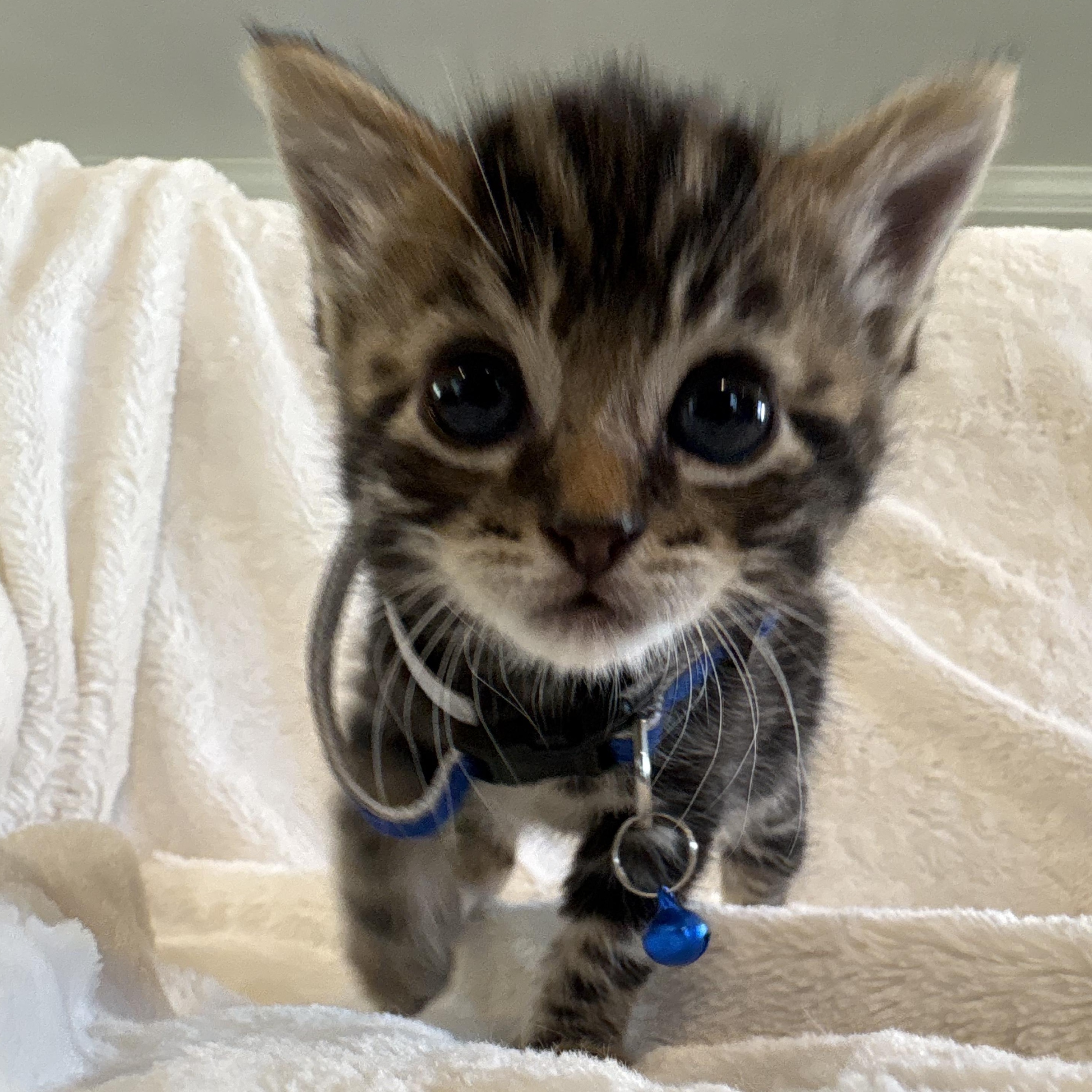 Arlo