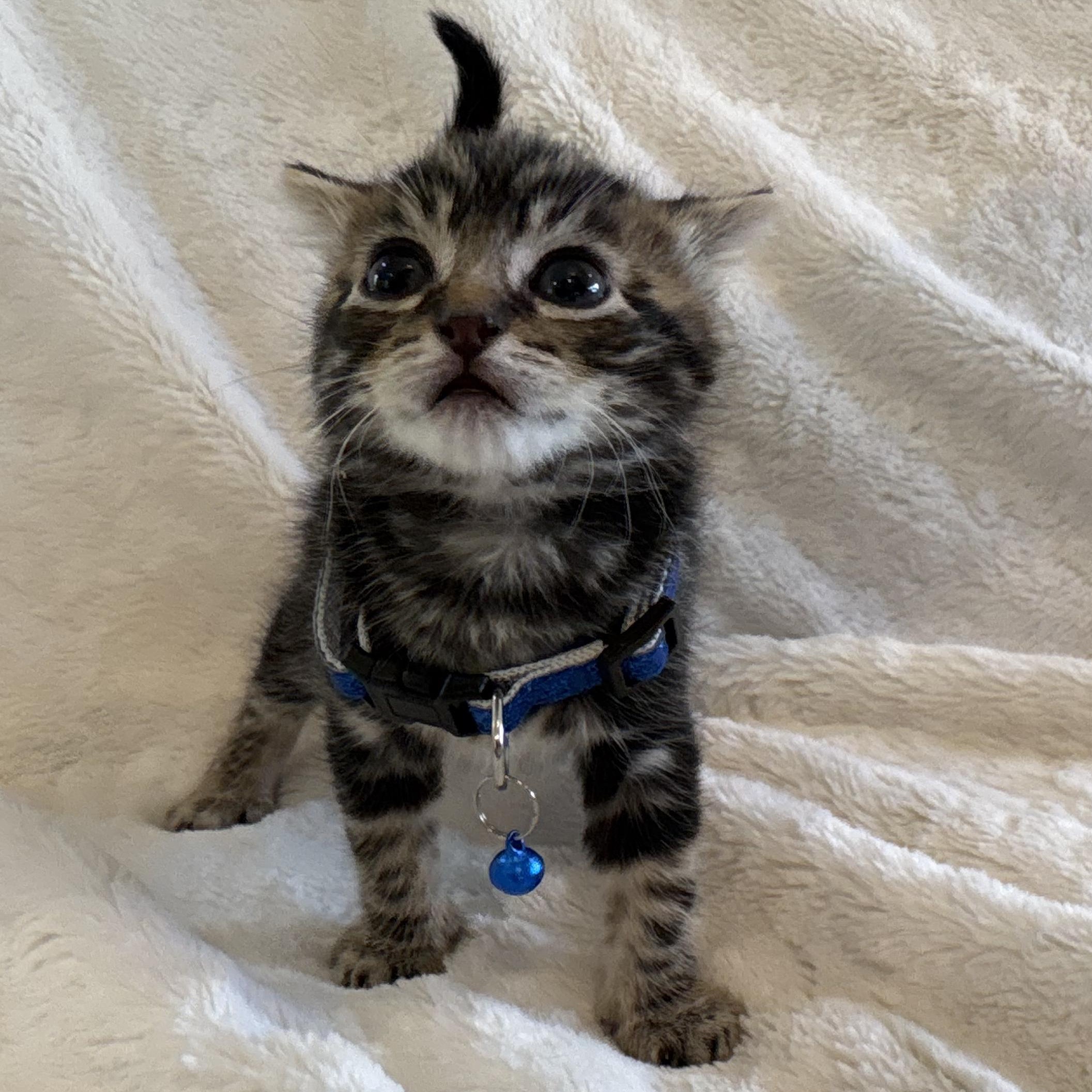 Arlo