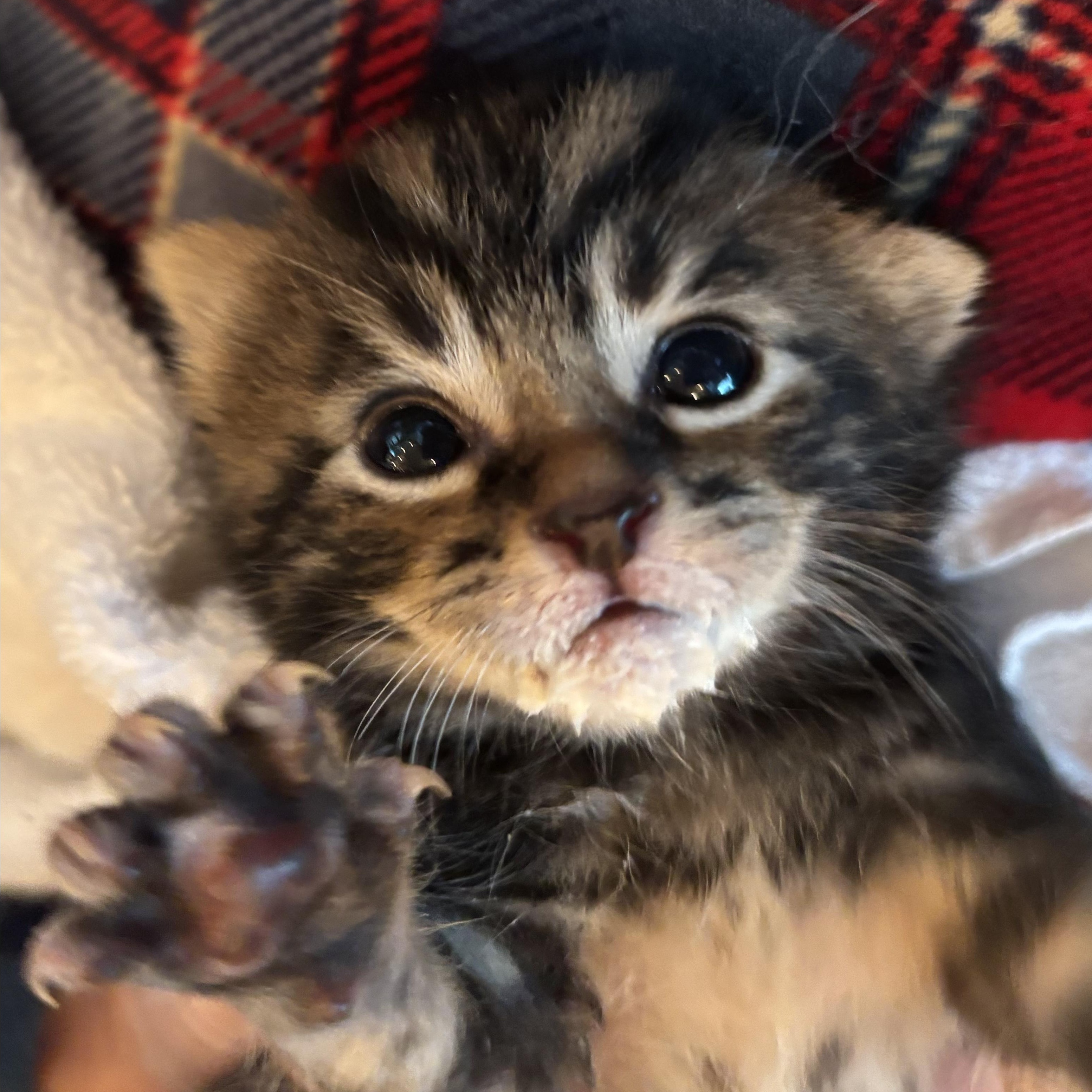 Arlo