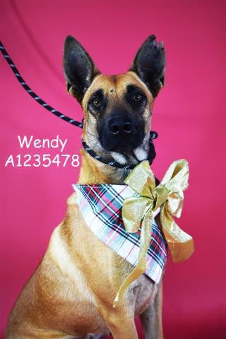 Wendy -- URGENT!, Adoptable, Adult Female German Shepherd Dog.