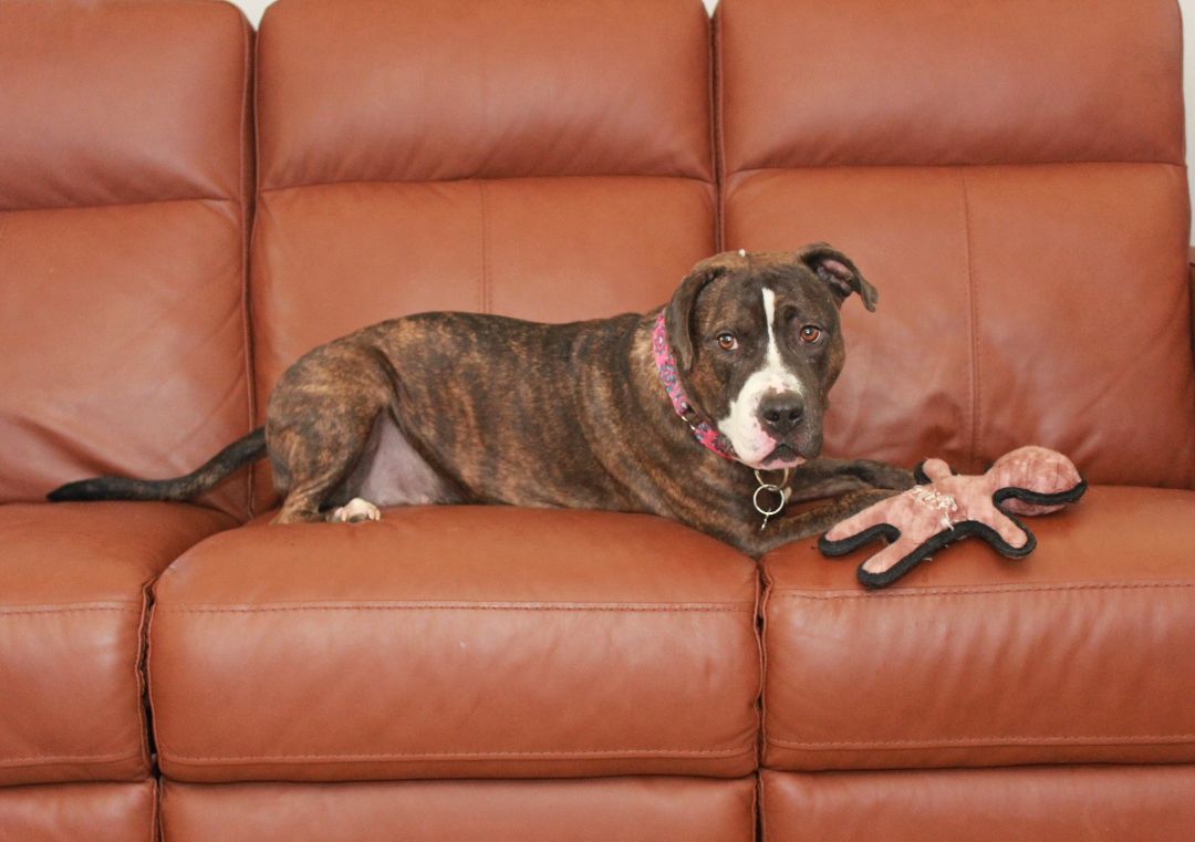 Clementine, Adoptable, Adult Female Terrier.