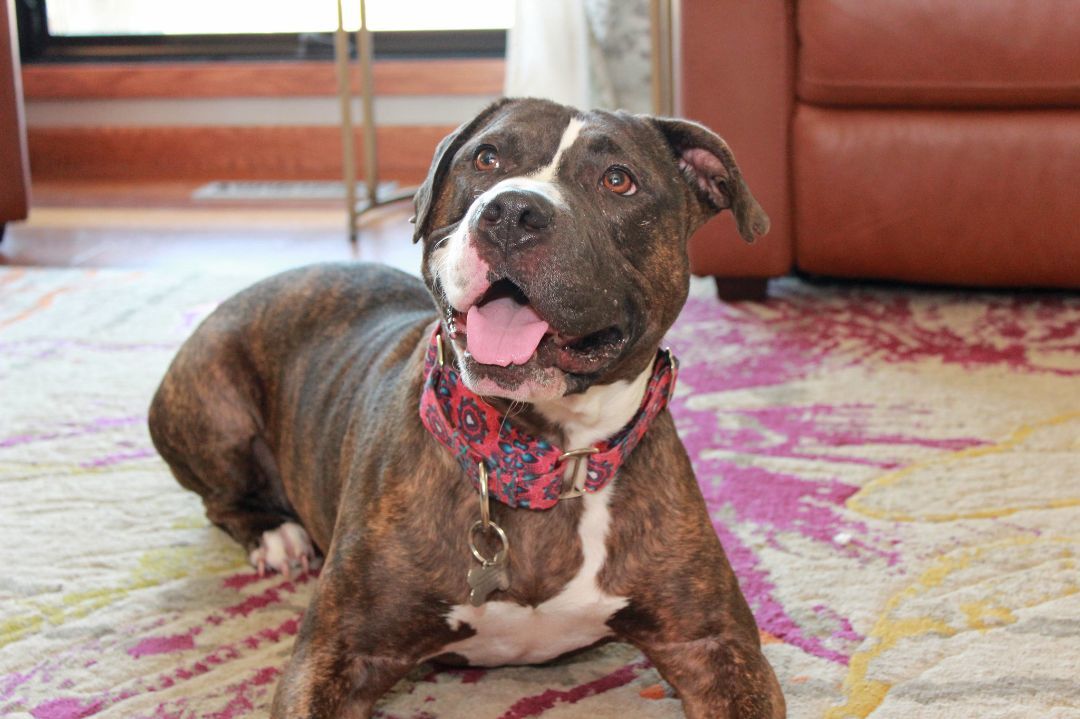 Clementine, a Adoptable Terrier in Sioux Falls, SD image 2/6