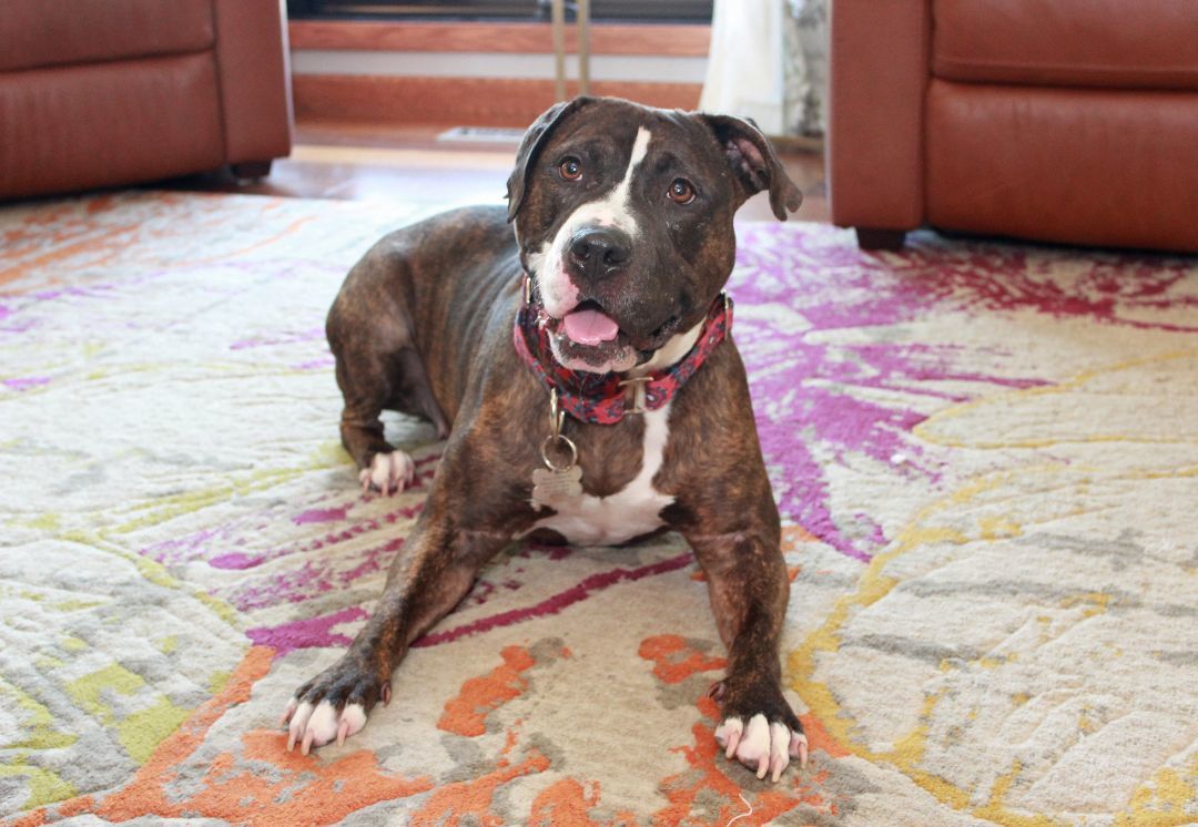 Clementine, a Adoptable Terrier in Sioux Falls, SD image 3/6