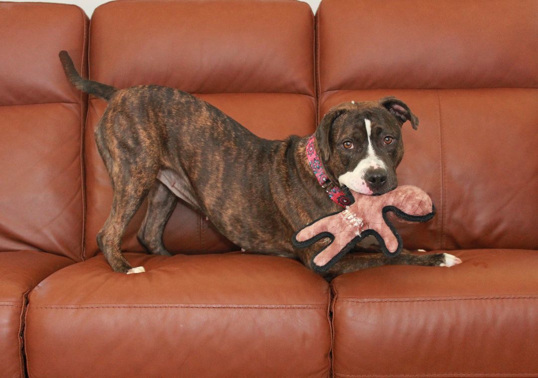 Clementine, a Adoptable Terrier in Sioux Falls, SD image 4/6