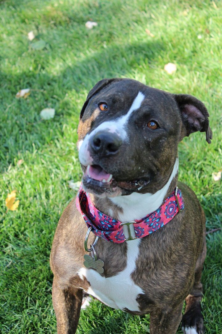 Clementine, a Adoptable Terrier in Sioux Falls, SD image 5/6