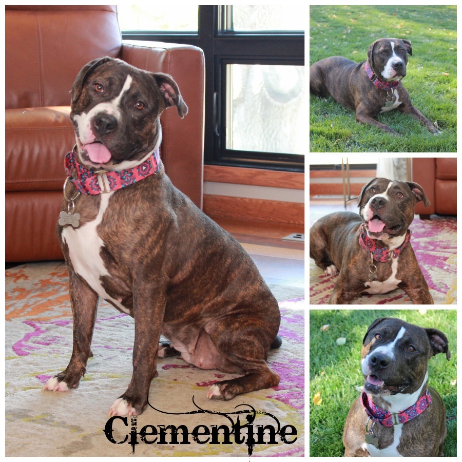 Clementine, Adoptable, Senior Female Terrier.