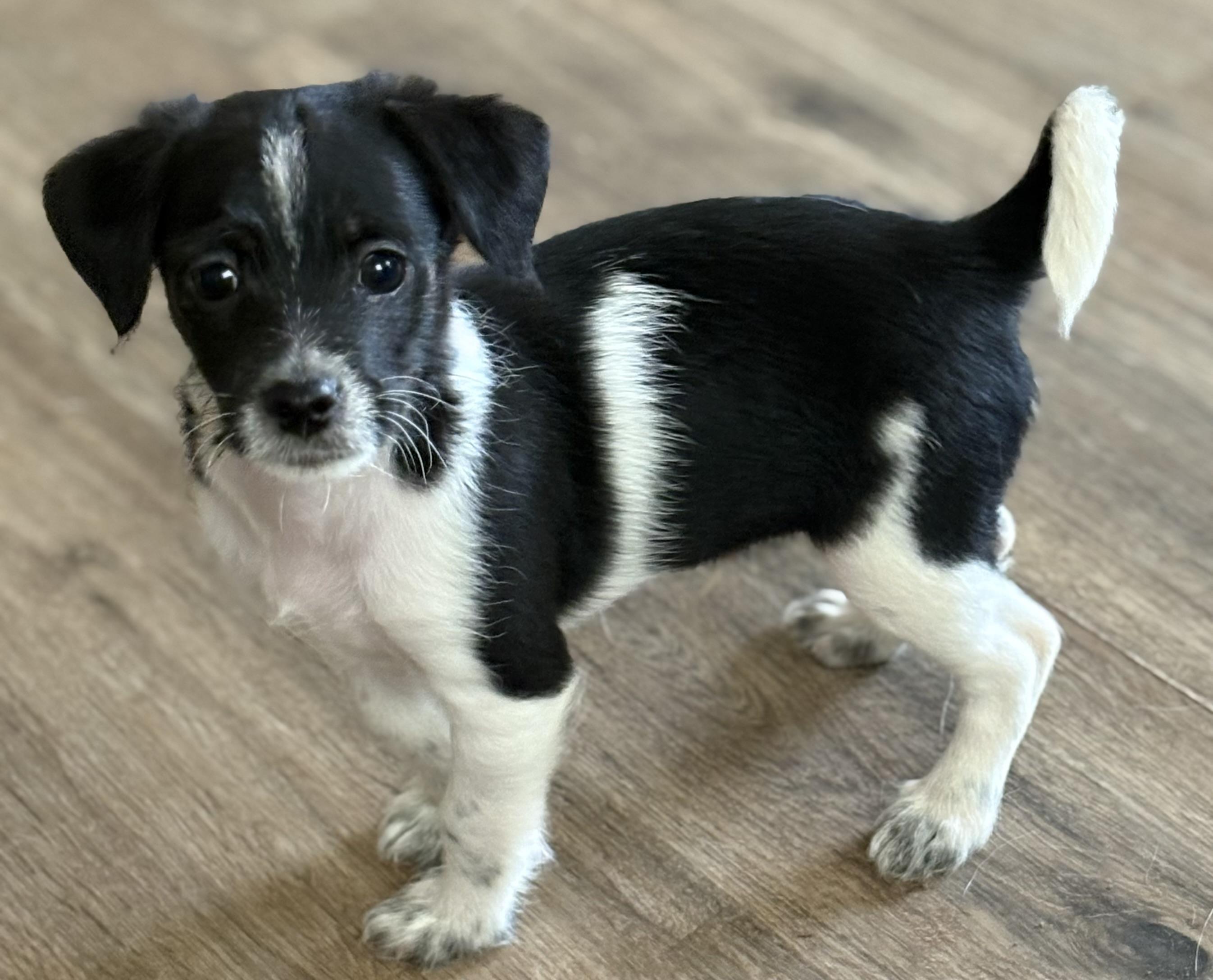 Enlarge Stitch, a ADOPTABLE mixed breed in Red Bluff, CA image 1/4