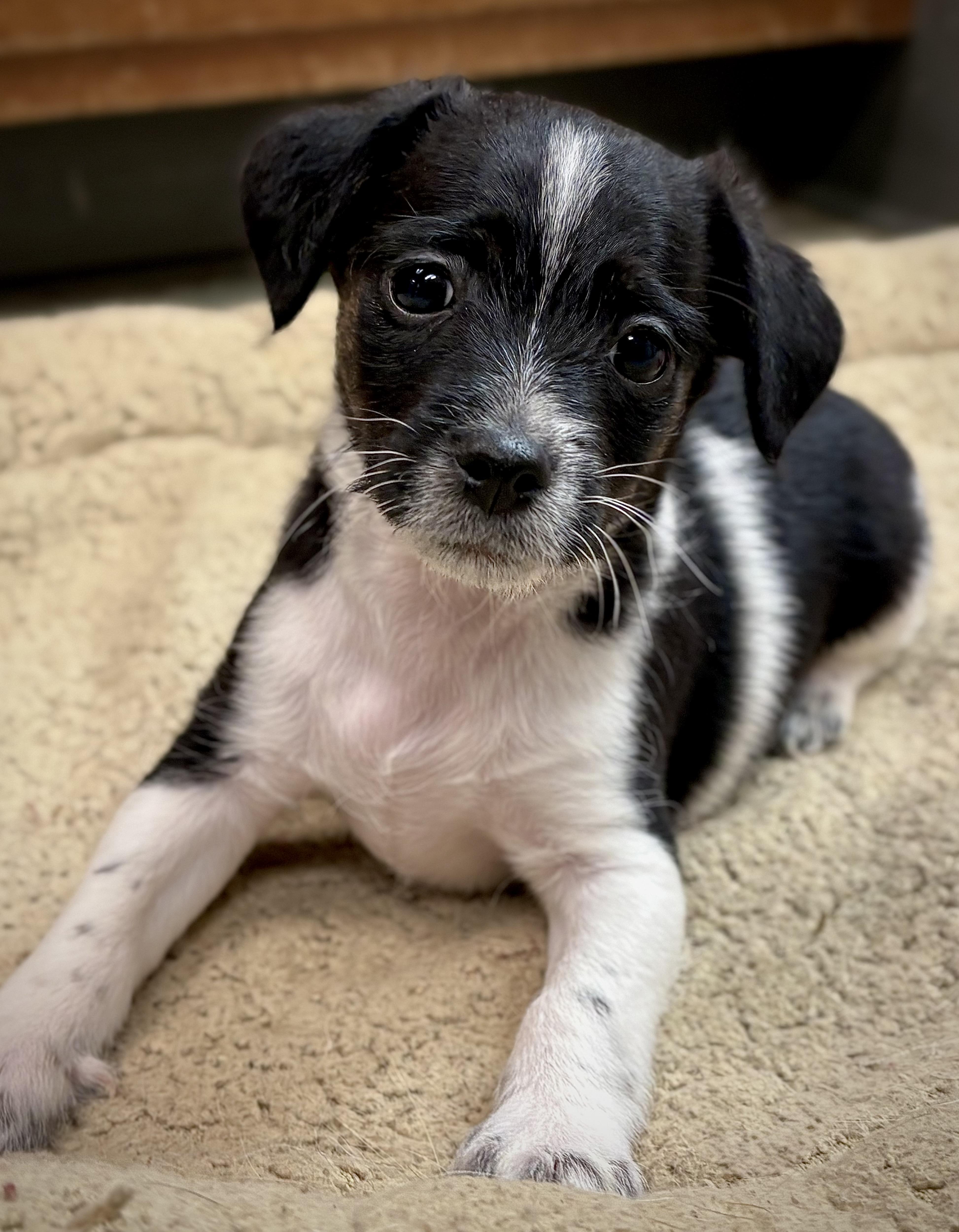 Enlarge Stitch, a ADOPTABLE mixed breed in Red Bluff, CA image 4/4