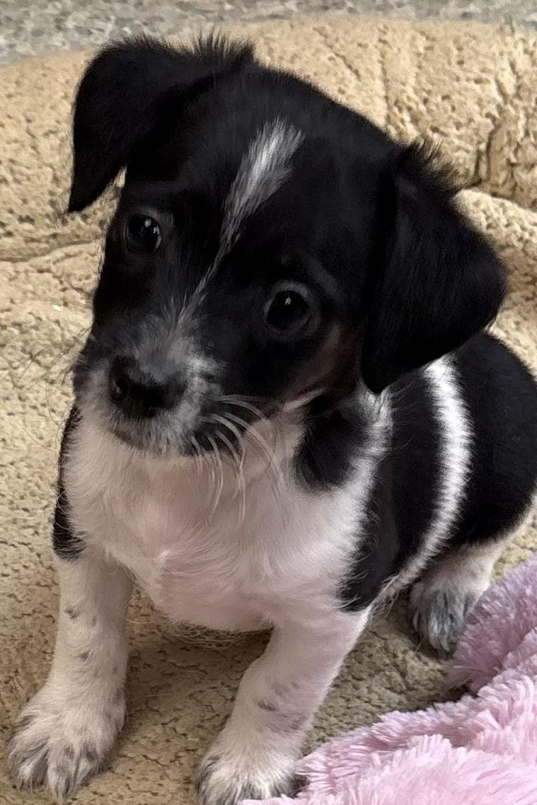 Enlarge Stitch, a ADOPTABLE mixed breed in Red Bluff, CA image 2/4