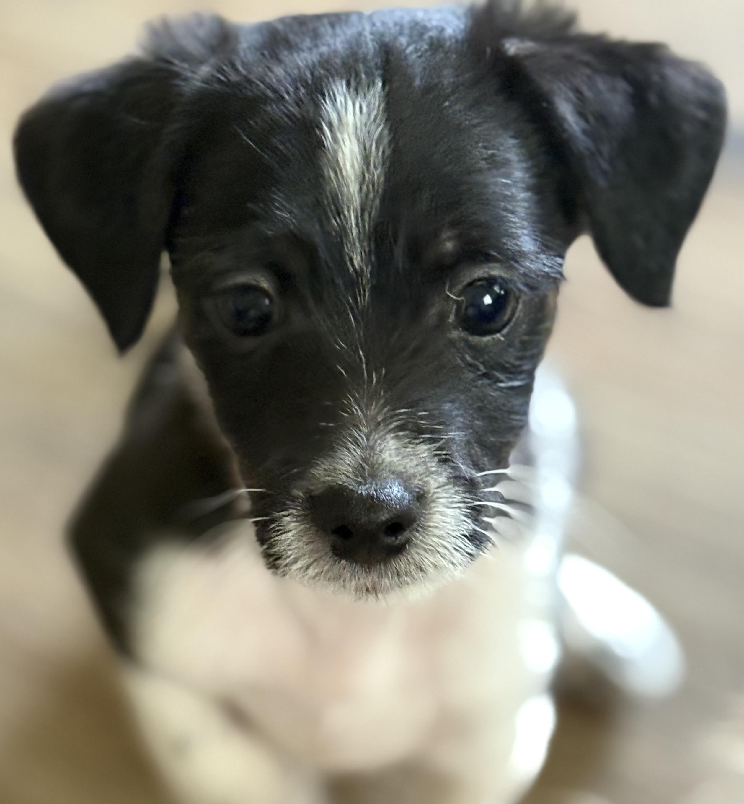 Enlarge Stitch, a ADOPTABLE mixed breed in Red Bluff, CA image 3/4