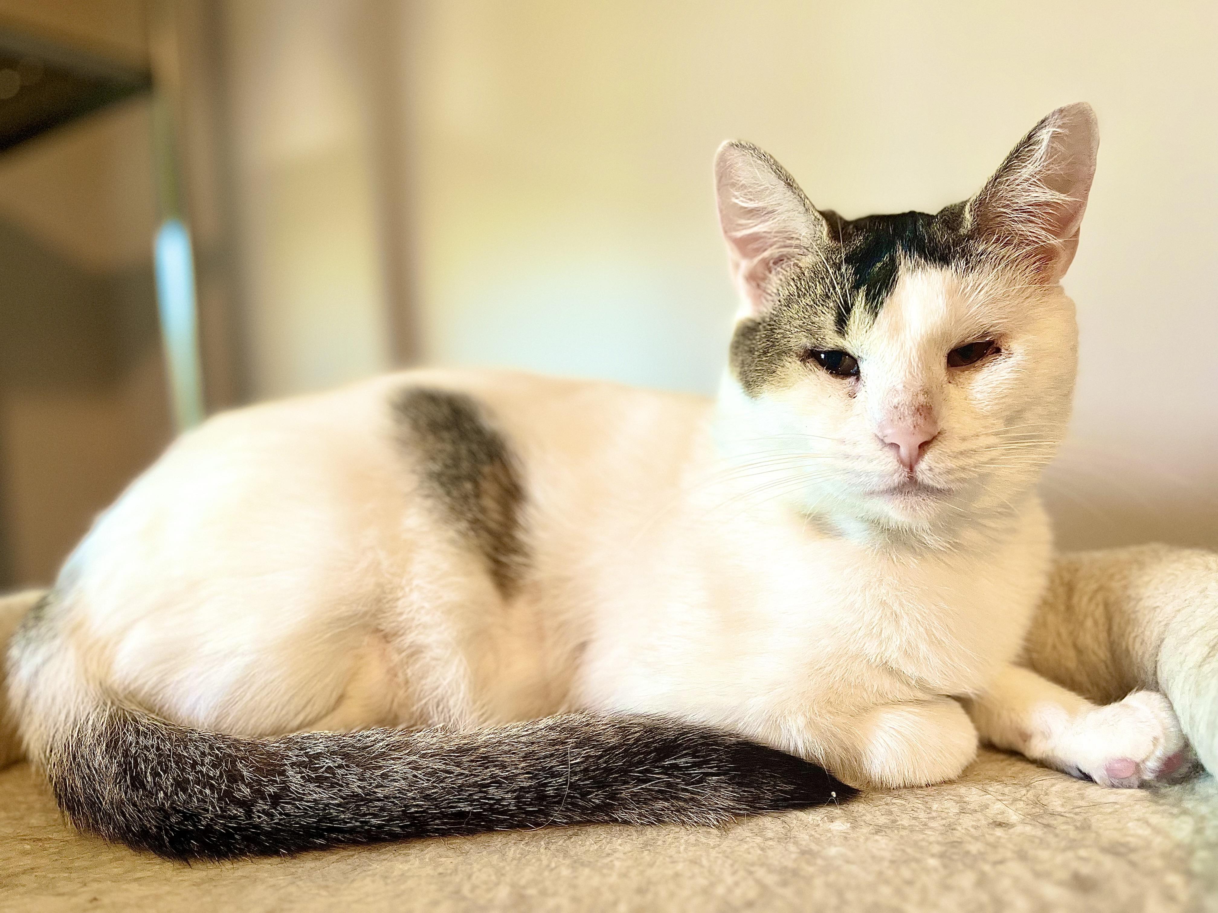 Mama Bunny, Adoptable, Adult Female Calico & Domestic Short Hair.