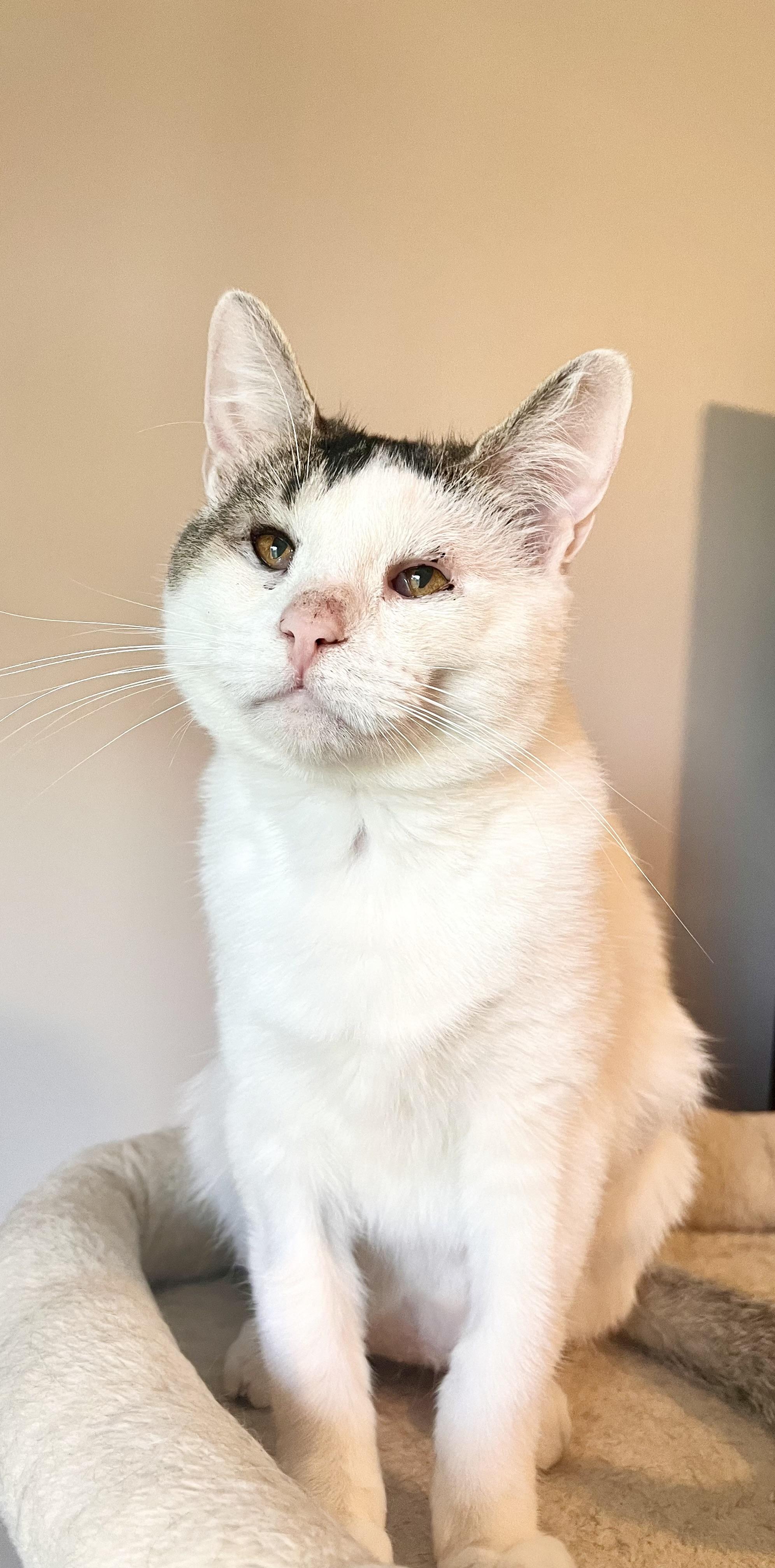 Enlarge Mama Bunny, a Adoptable mixed breed in Blaine, MN image 2/4