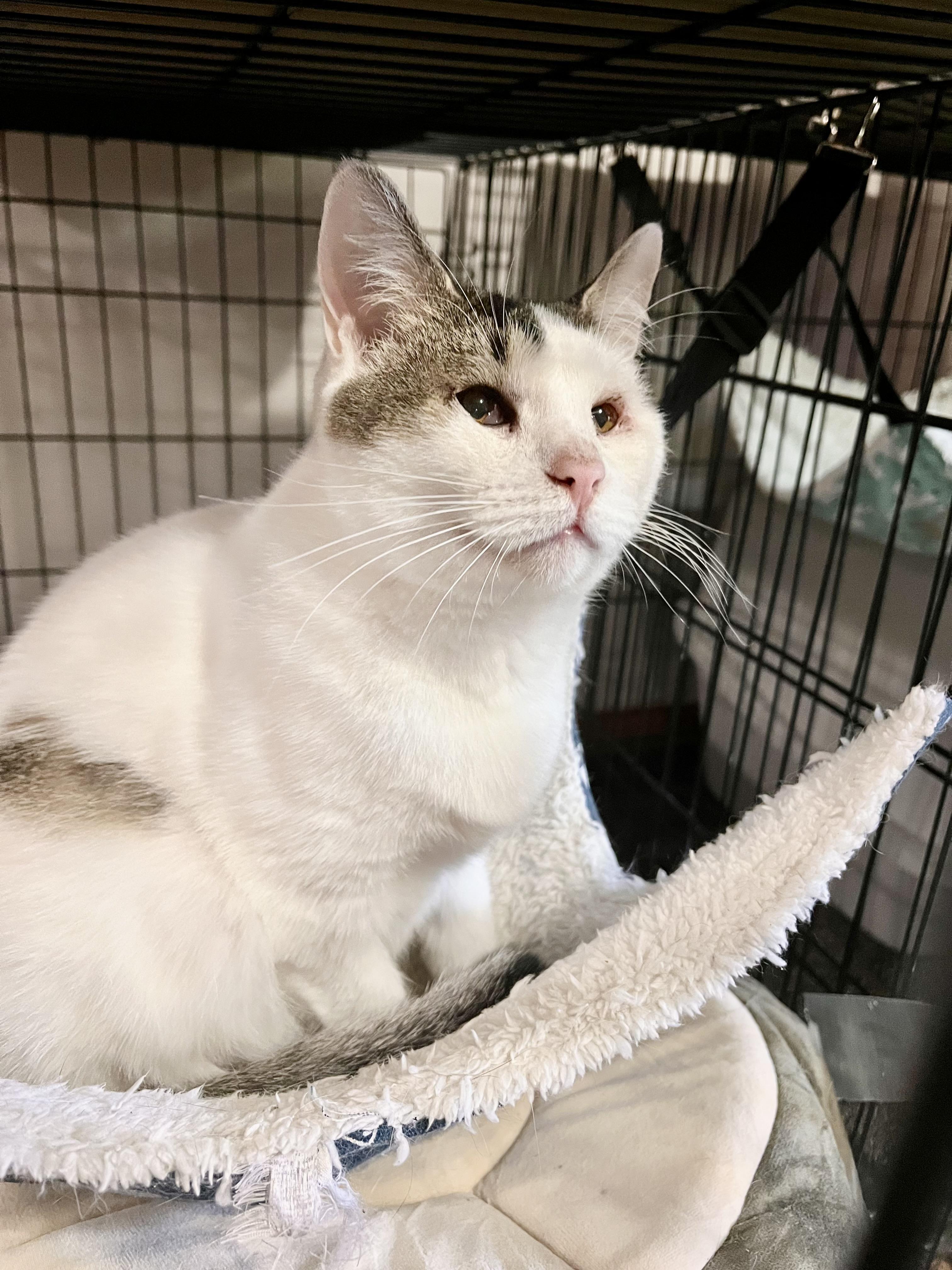 Enlarge Mama Bunny, a Adoptable mixed breed in Blaine, MN image 3/4