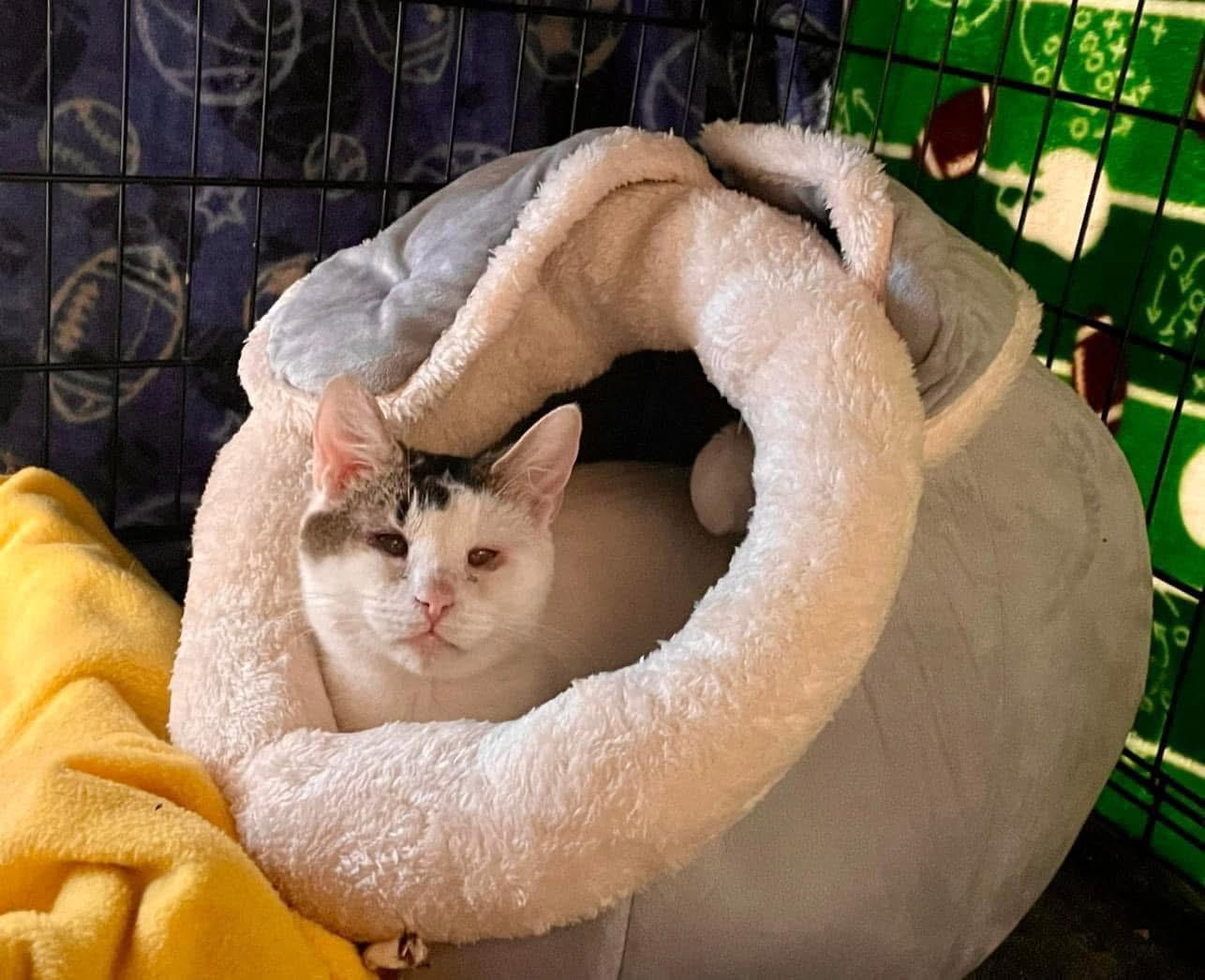 Mama Bunny