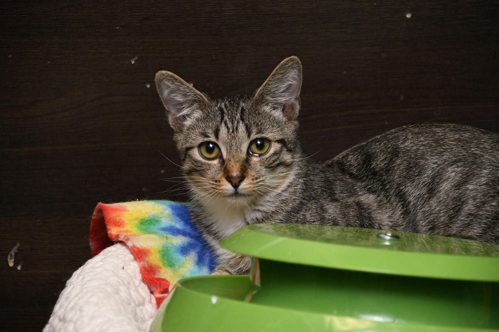 Enlarge Karen, a Adopted American Shorthair in Naples, FL image 1/2