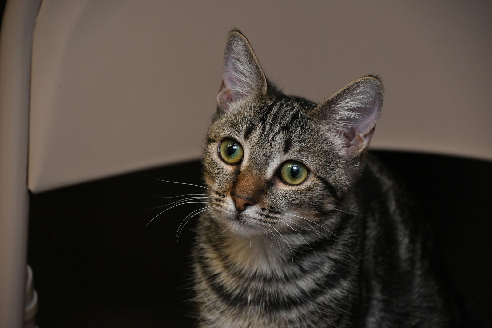 Enlarge Karen, a Adopted American Shorthair in Naples, FL image 2/2