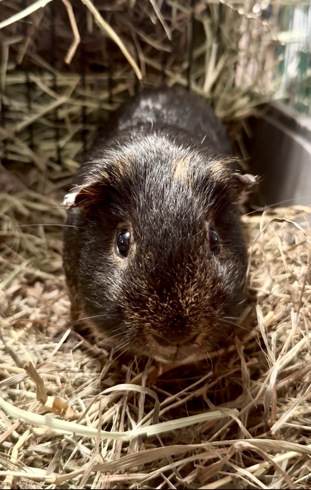 Enlarge Whipple, a Adoptable Guinea Pig in Salisbury Mills, NY image 1/1