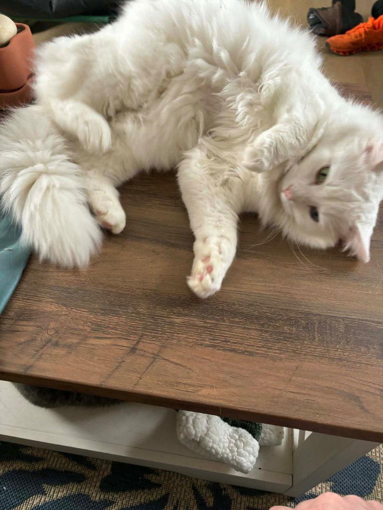 Atticus (and Boo) — thumbnail 2