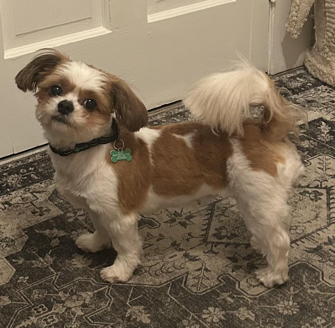 Jazz, ADOPTABLE, Adult Female Shih Tzu & Mixed Breed.