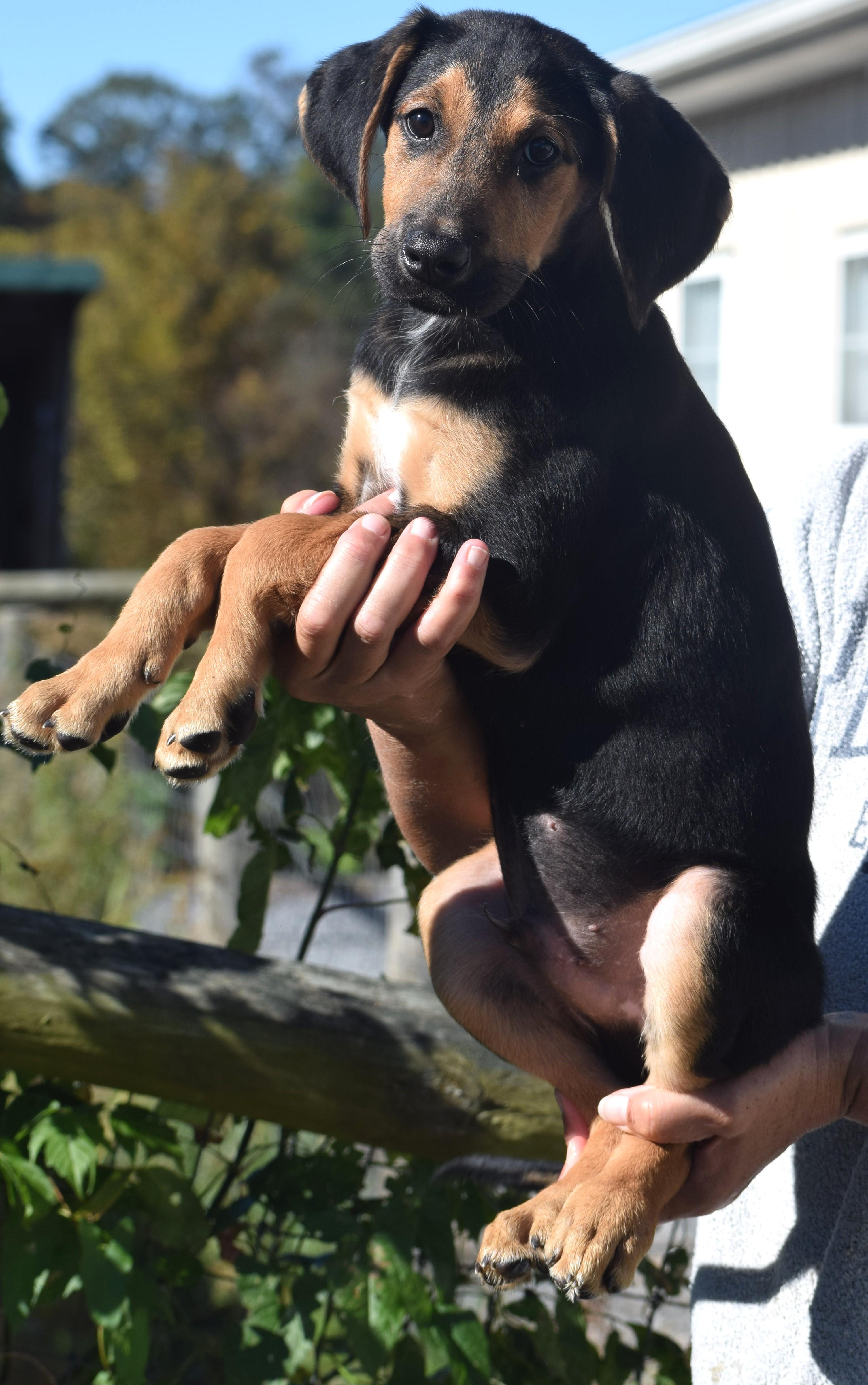 Enlarge Odin-Available www.lhar.dog to apply, a Adoptable mixed breed in Frederick, MD image 3/6