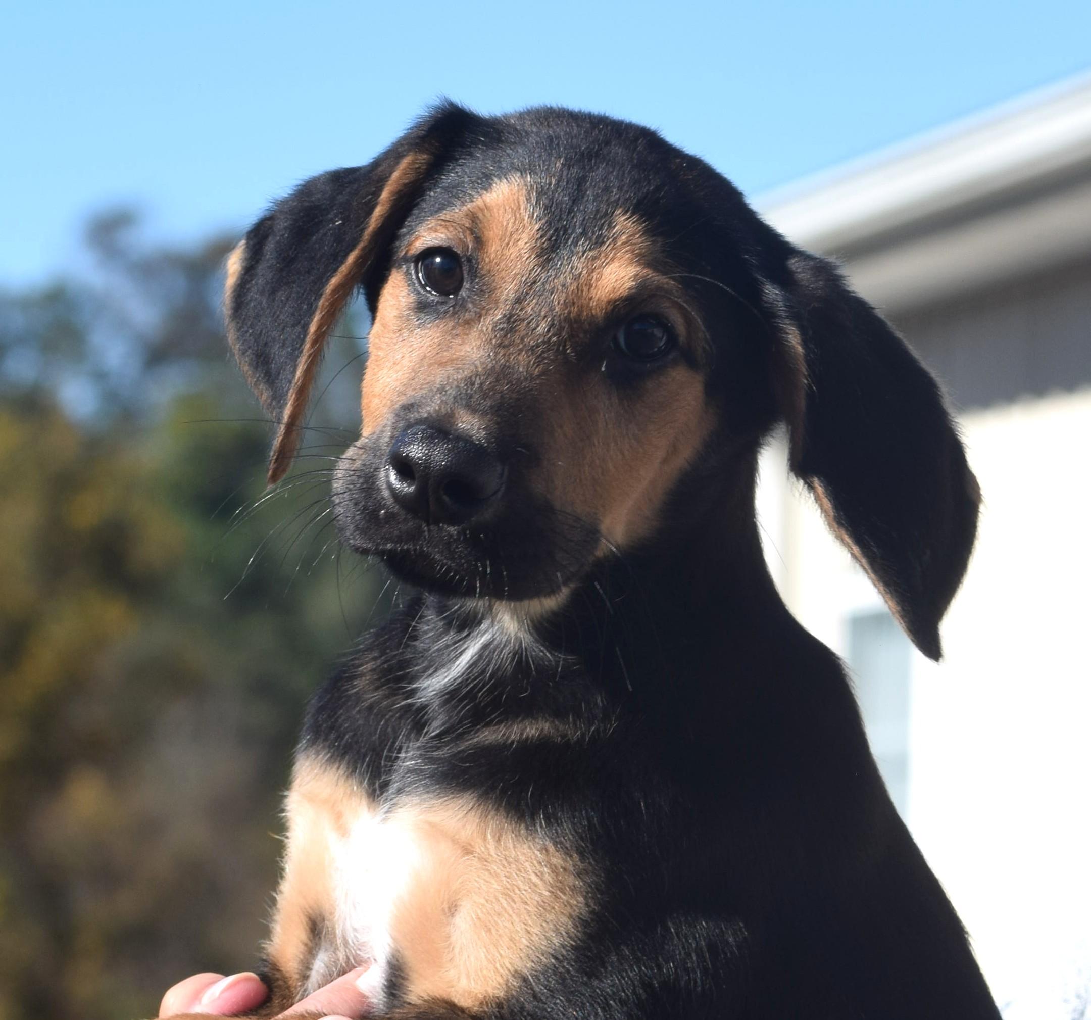 Odin-Available www.lhar.dog to apply, Adoptable, Puppy Male Black and Tan Coonhound.