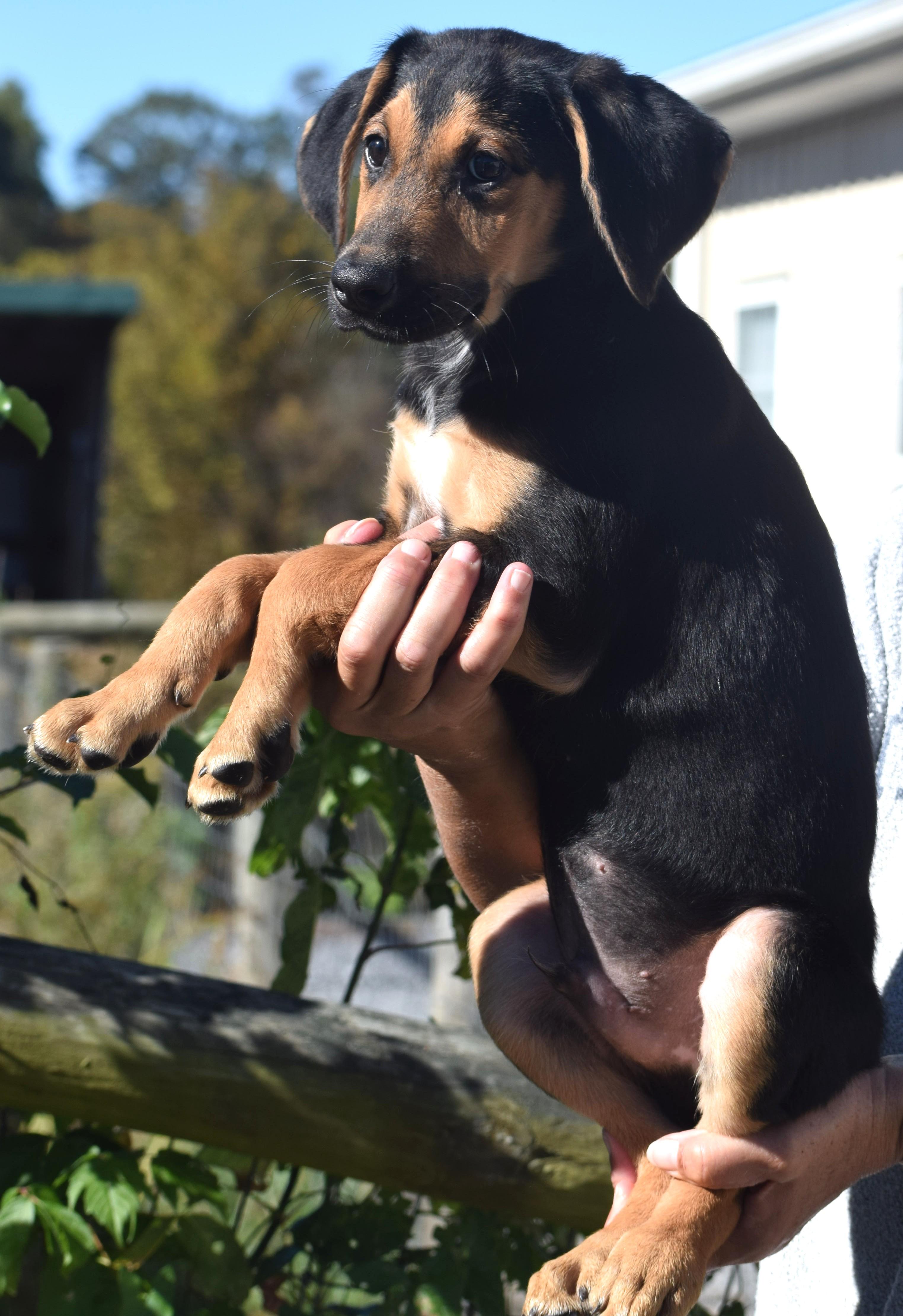 Enlarge Odin-Available www.lhar.dog to apply, a Adoptable mixed breed in Frederick, MD image 2/6