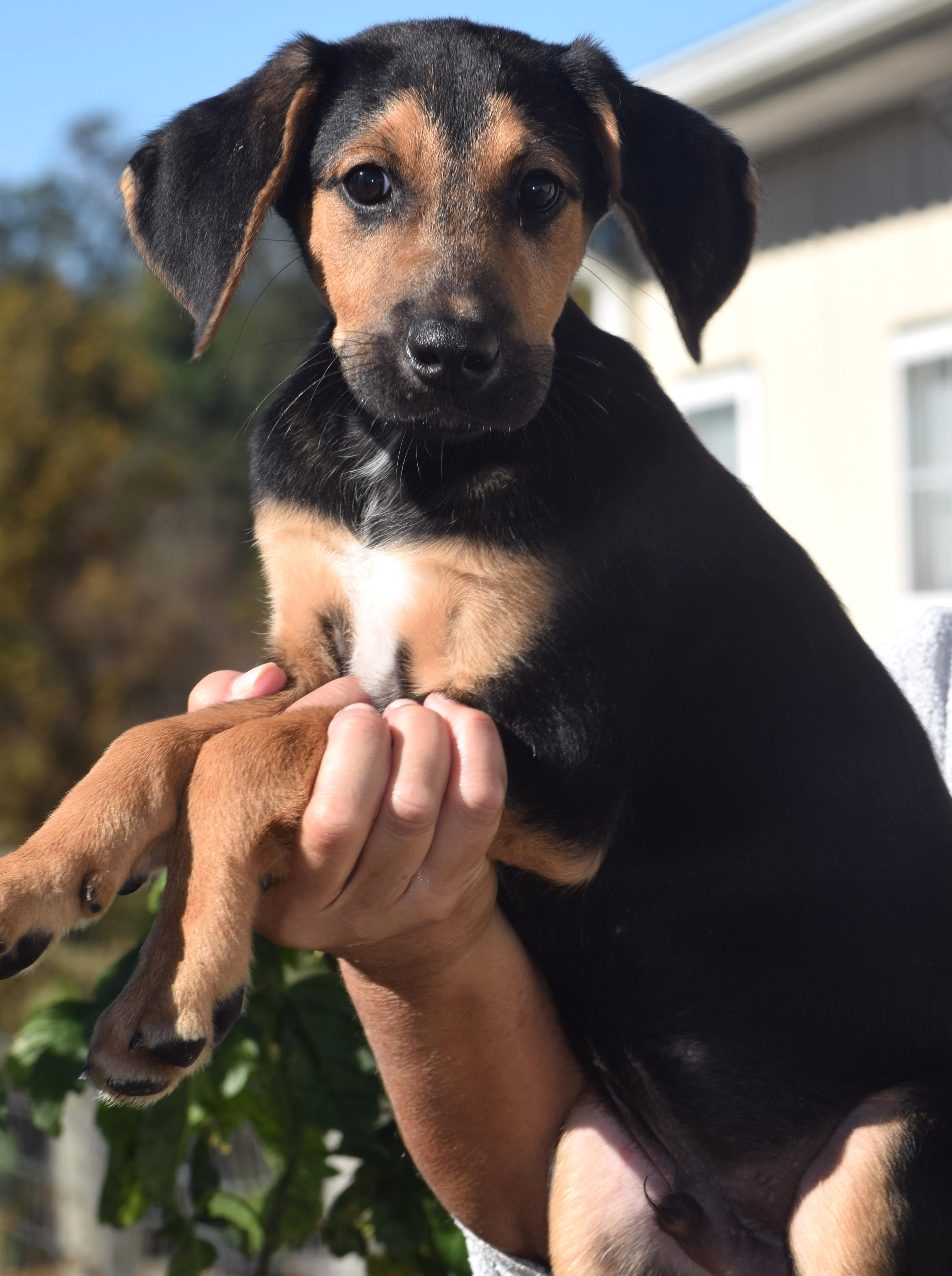 Enlarge Odin-Available www.lhar.dog to apply, a Adoptable mixed breed in Frederick, MD image 4/6