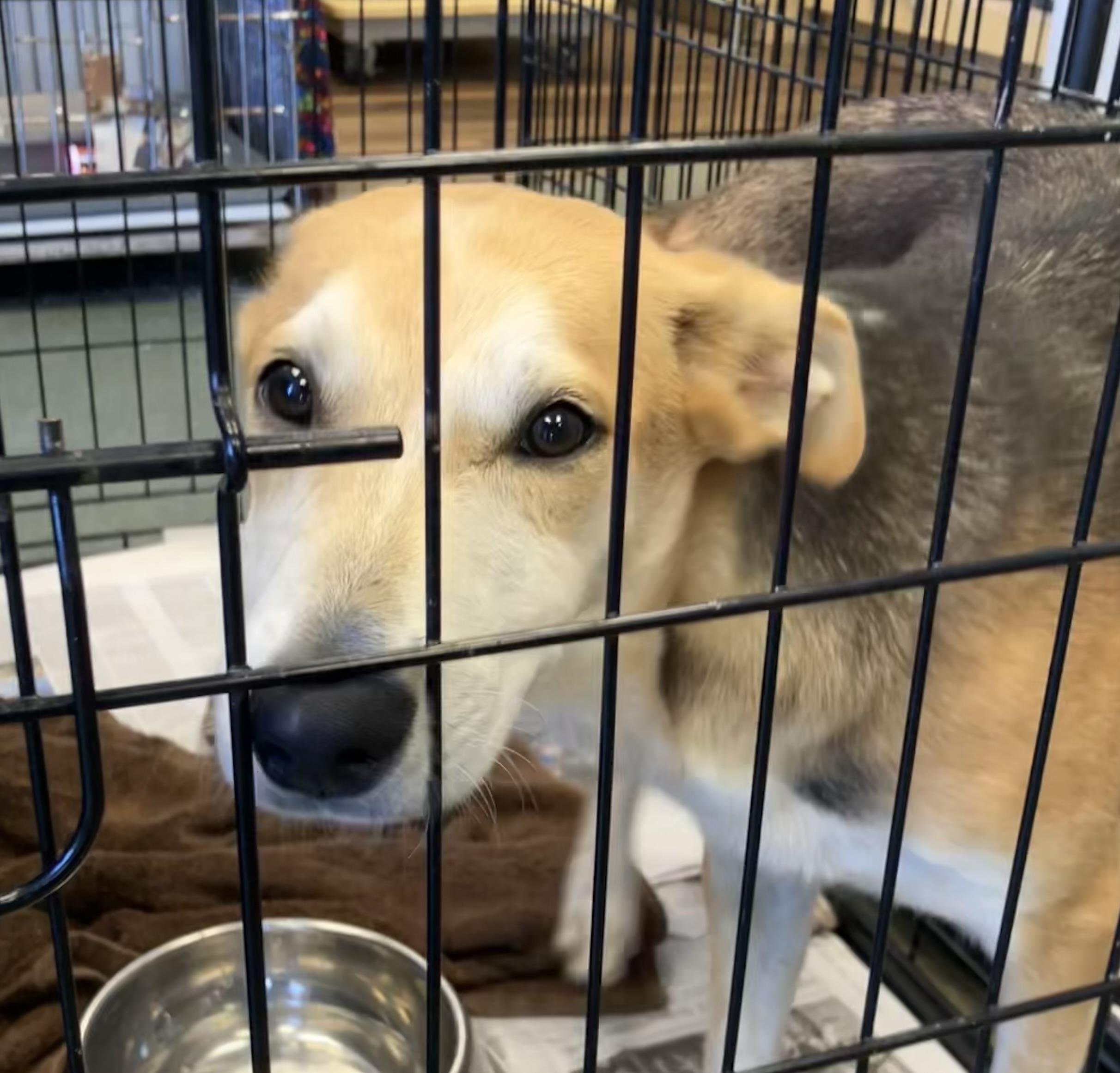 Enlarge Libba, a Adopted mixed breed in Parma, OH image 1/2