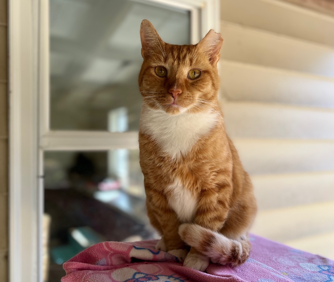 Mr Cat, a Adoptable American Shorthair in Palmyra, VA image 1/6