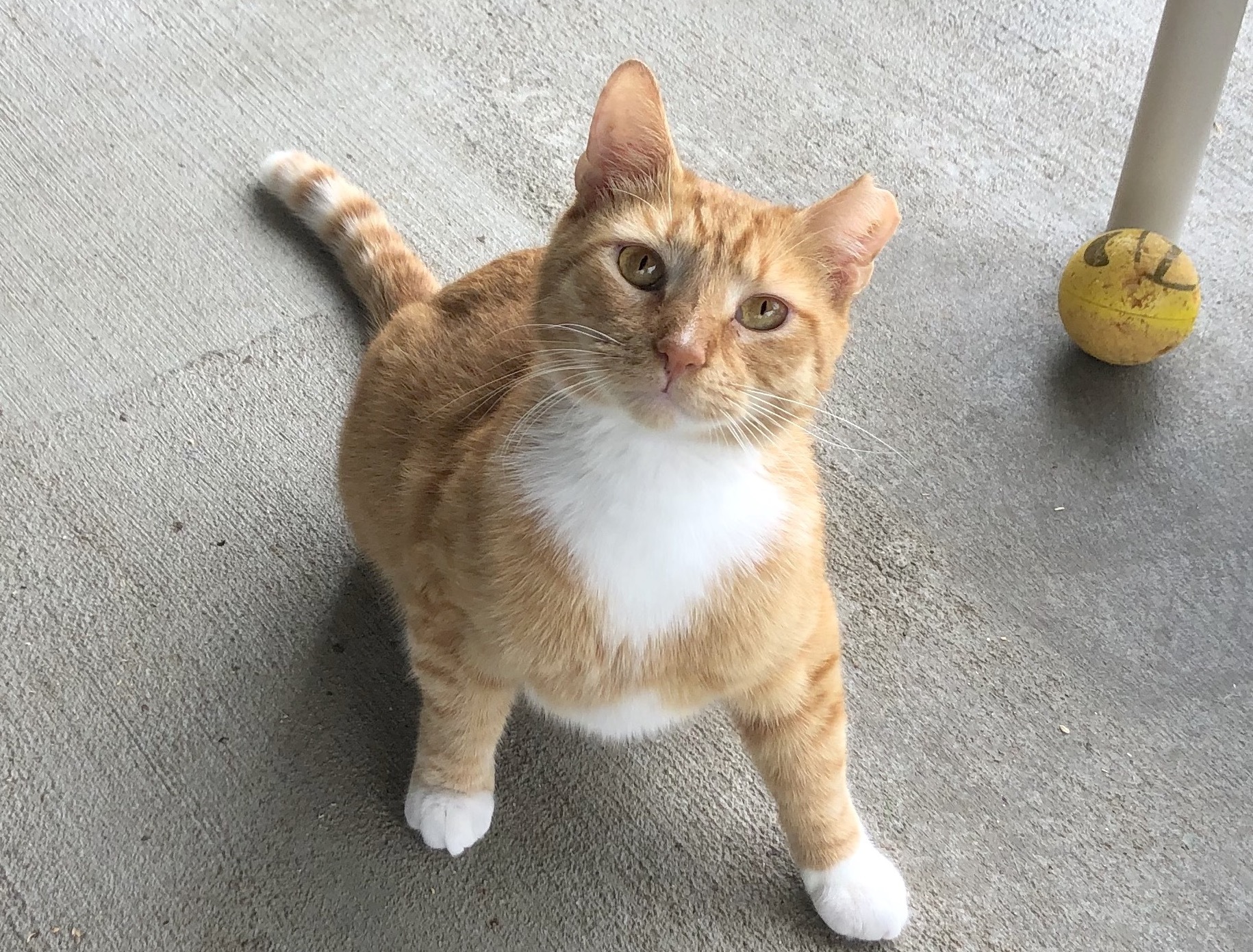 Mr Cat, a Adoptable American Shorthair in Palmyra, VA image 2/6